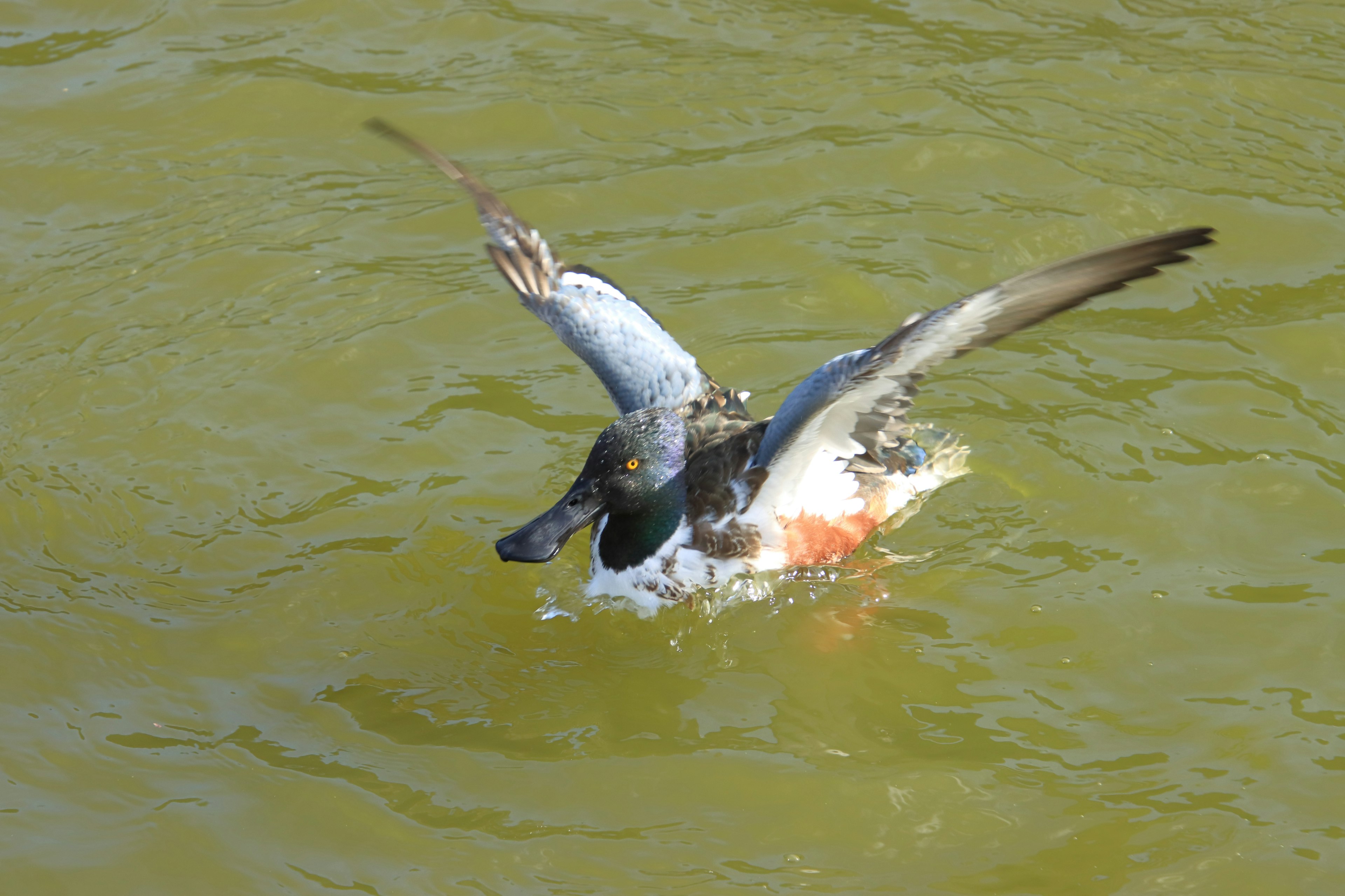 Un pato batiendo sus alas en la superficie del agua