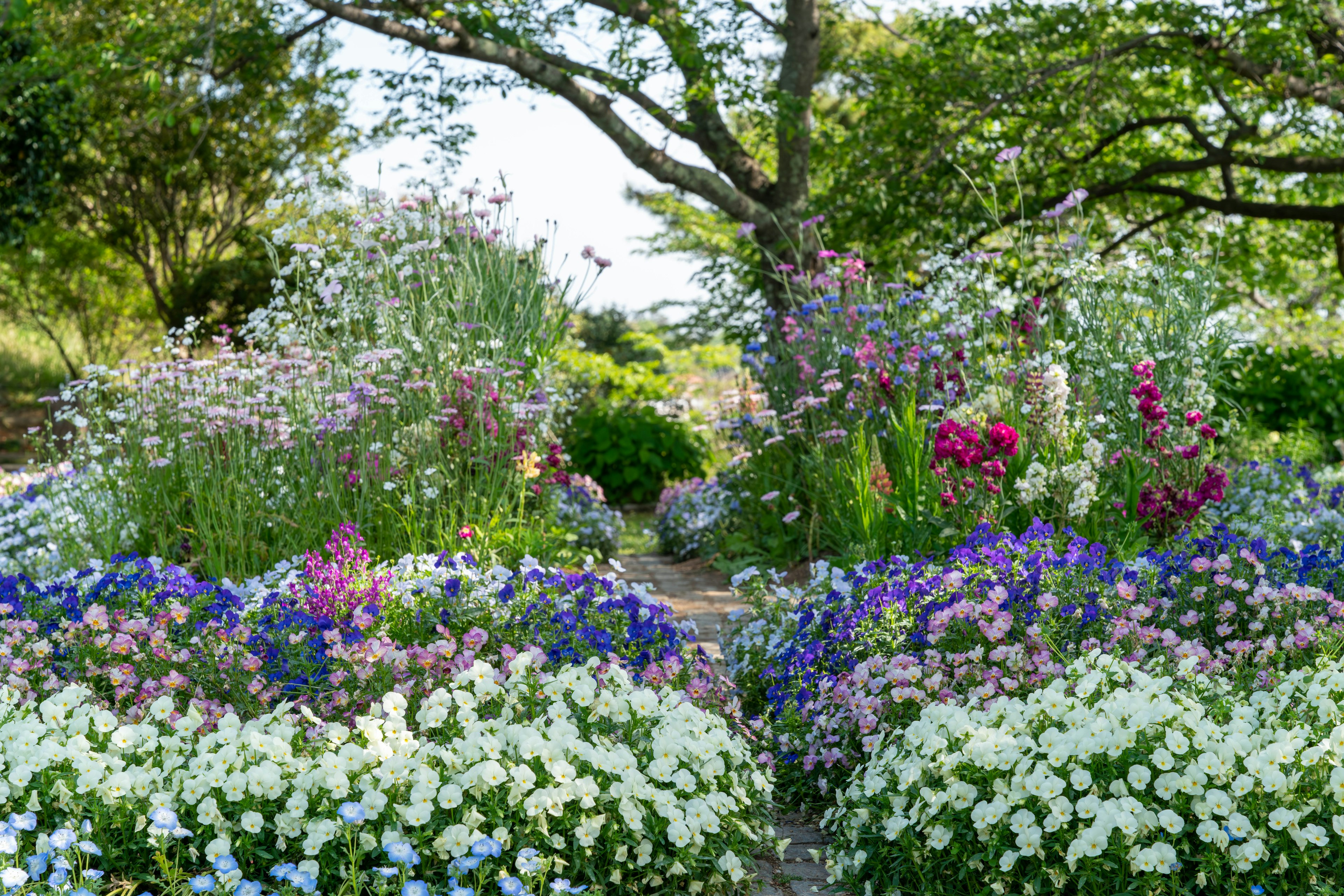 Una scena di giardino vibrante piena di fiori colorati in fiore circondata da vegetazione