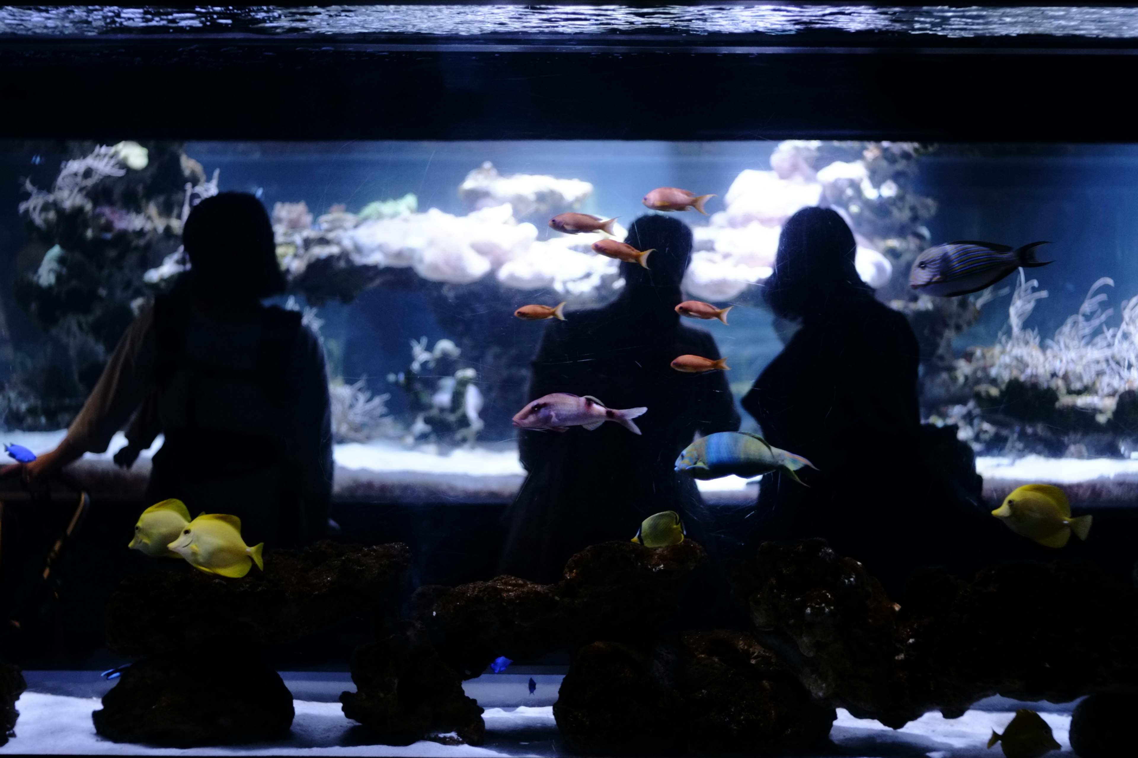 Silhouetten von drei Personen vor einem Aquarium mit bunten Fischen