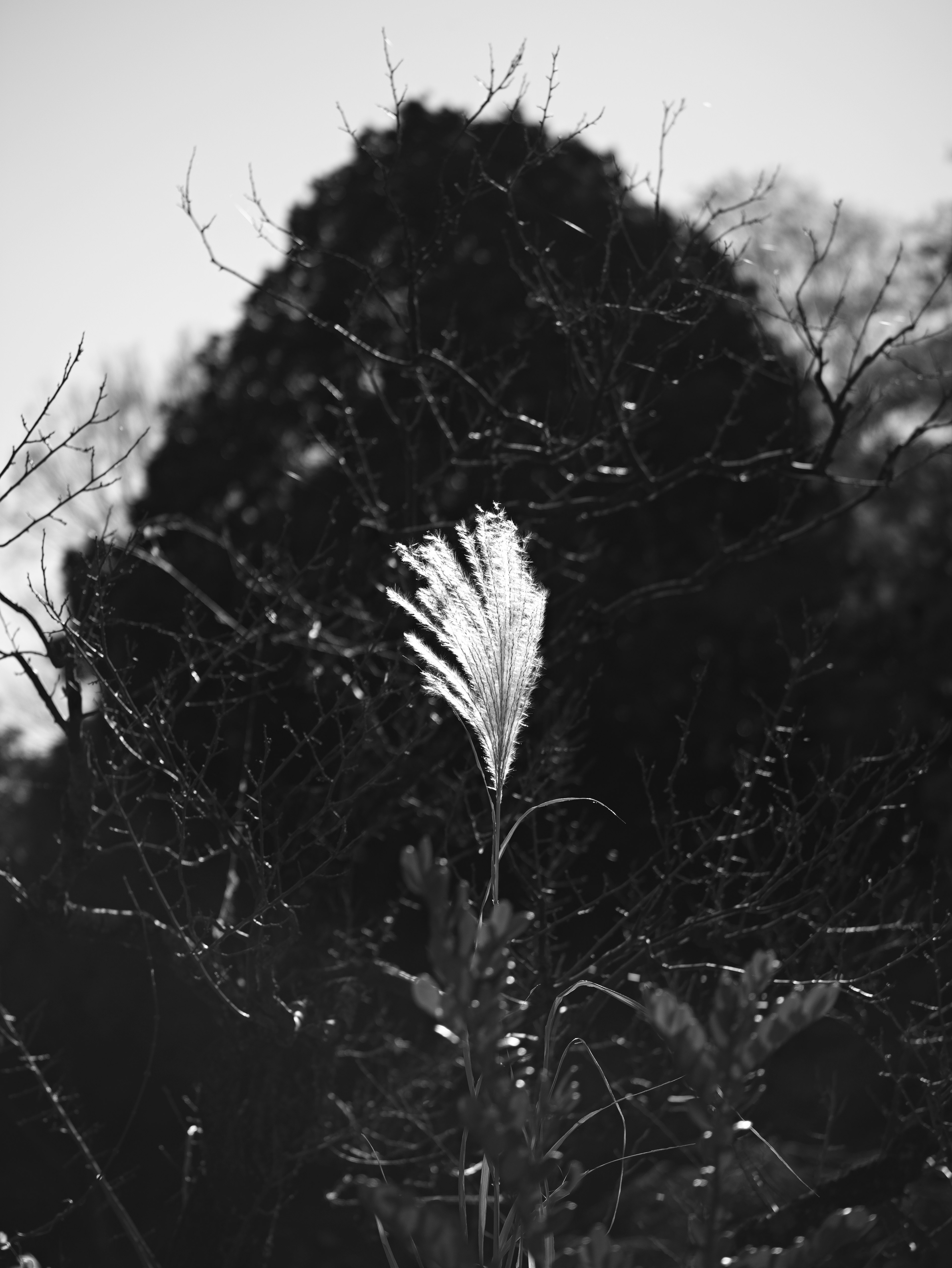 A white grass plume stands out against dark trees in a black and white image