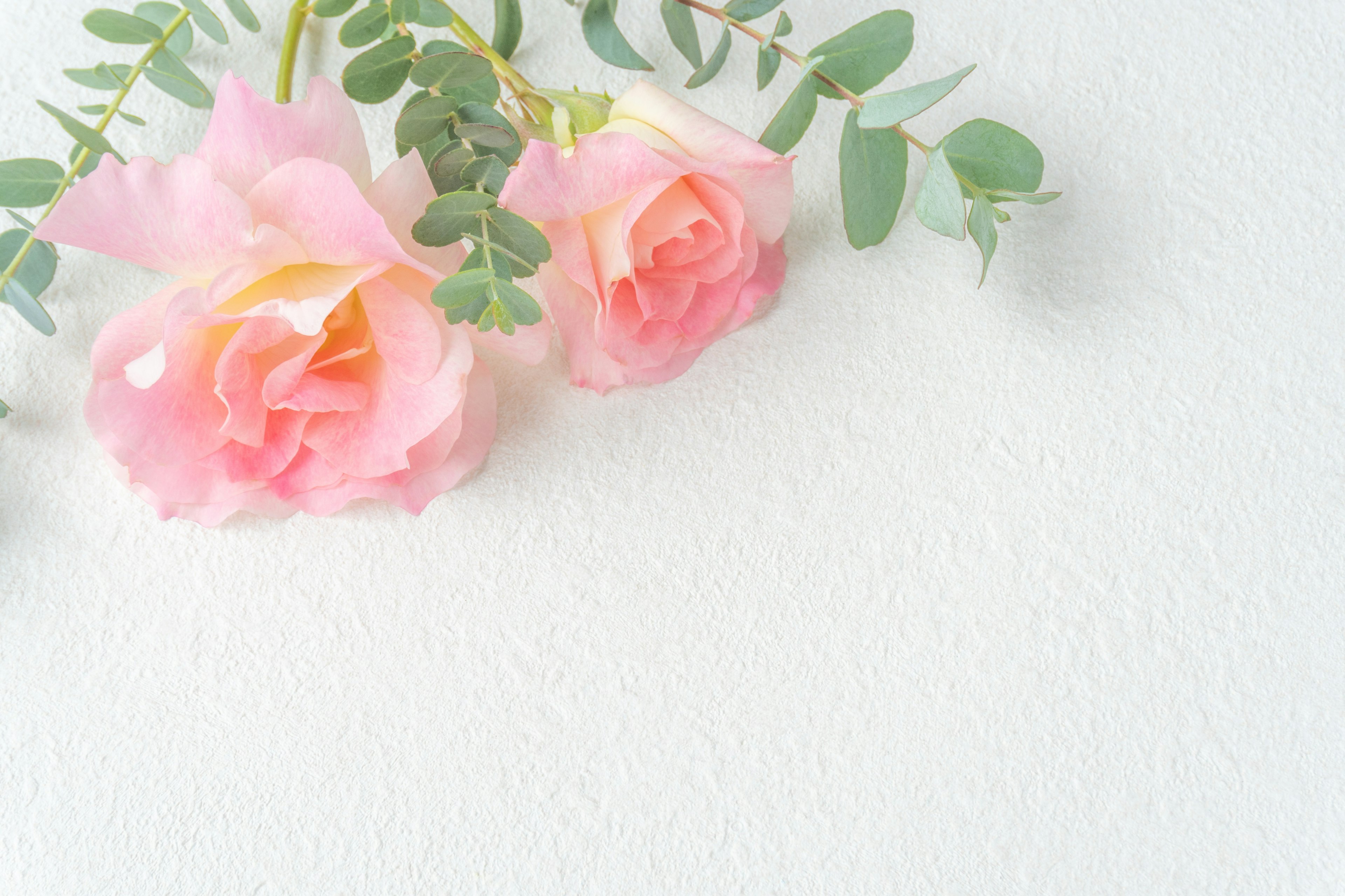 Zwei sanfte rosa Rosen mit Eukalyptusblättern auf einem weißen Hintergrund