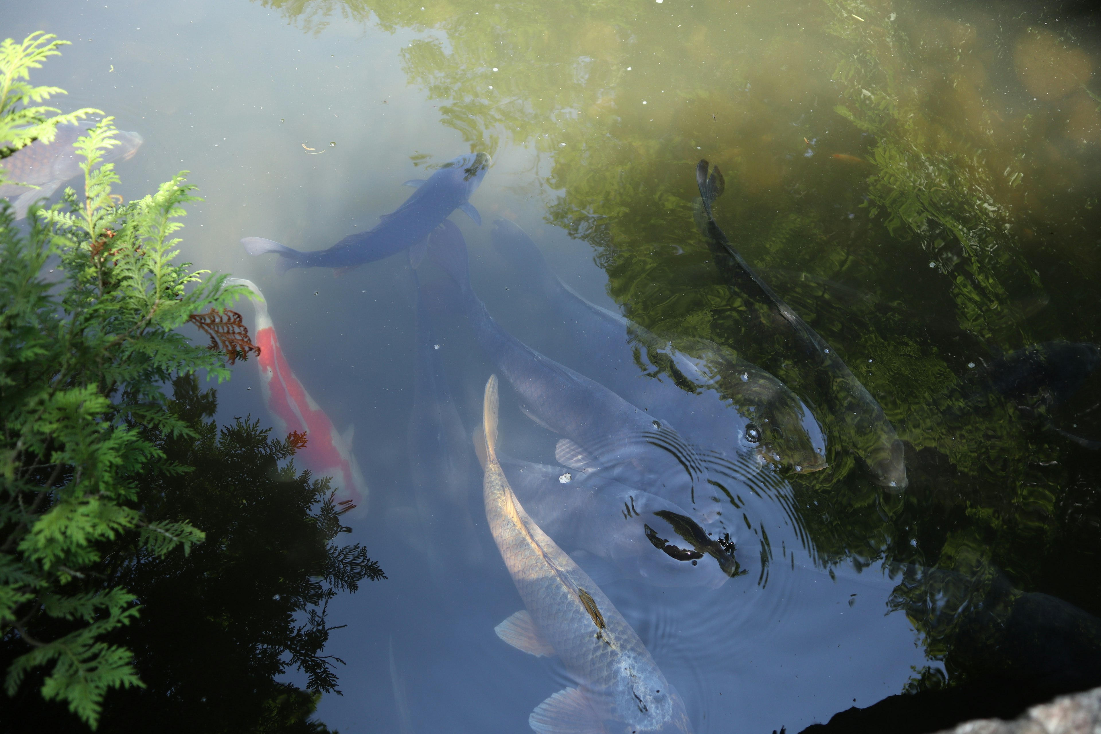 Fish swimming in a pond with green reflections from aquatic plants