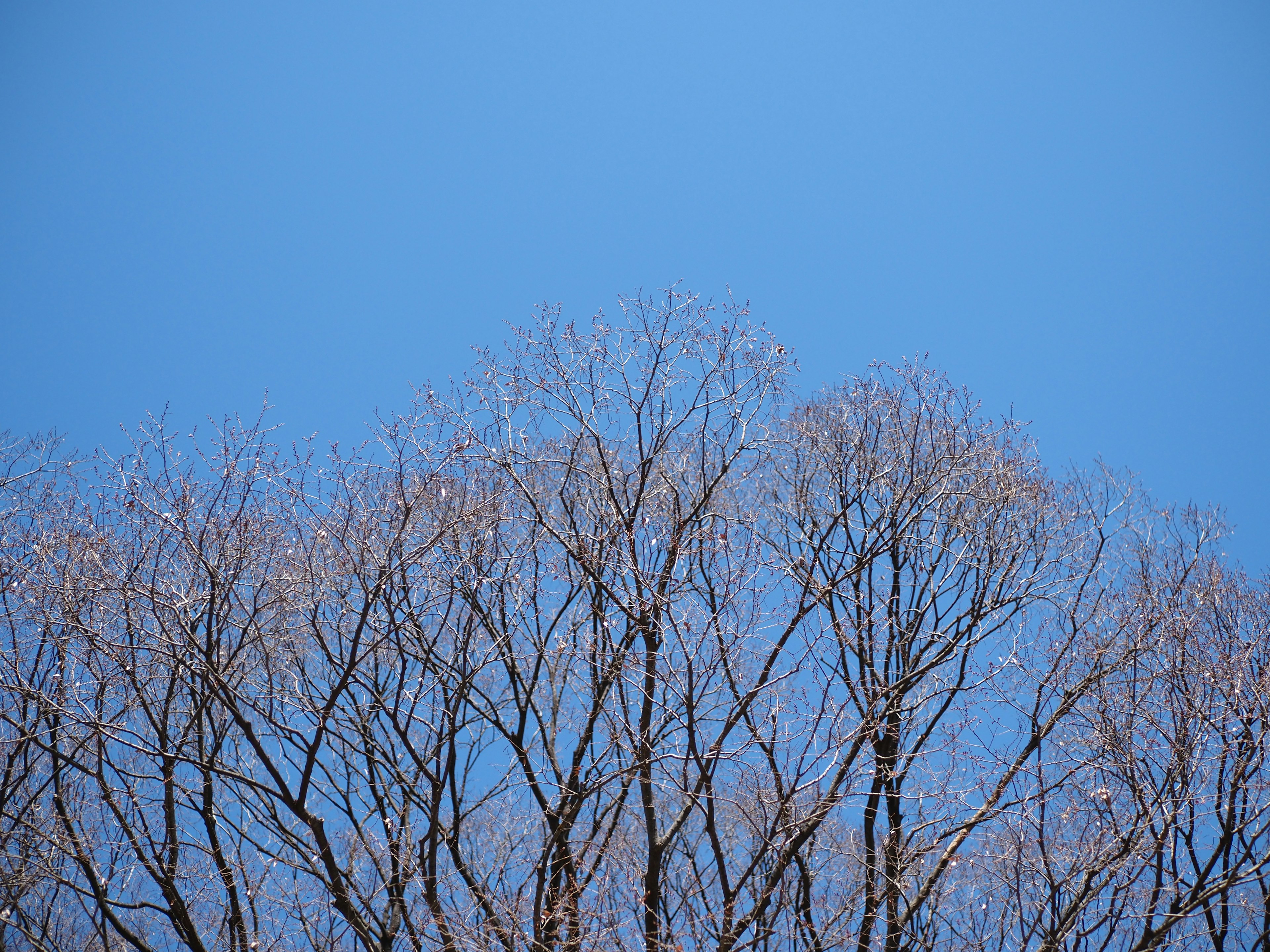 Äste eines Winterbaums vor einem klaren blauen Himmel