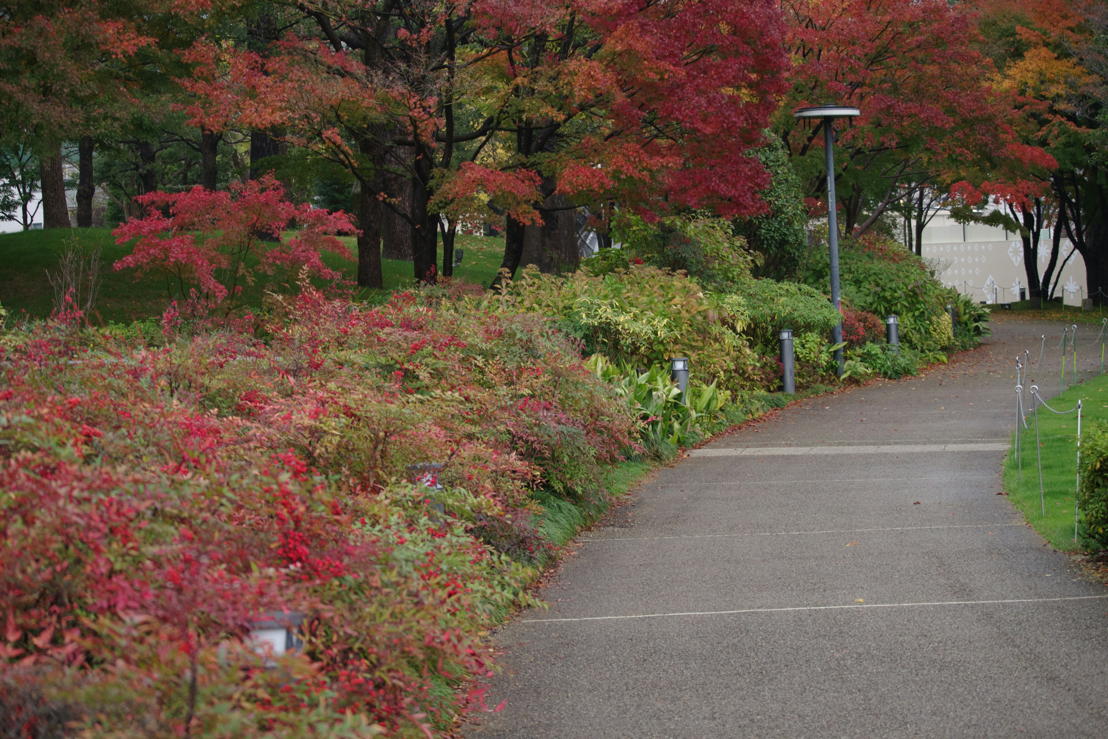 紅葉した木々と緑の植物に囲まれた散策路の風景