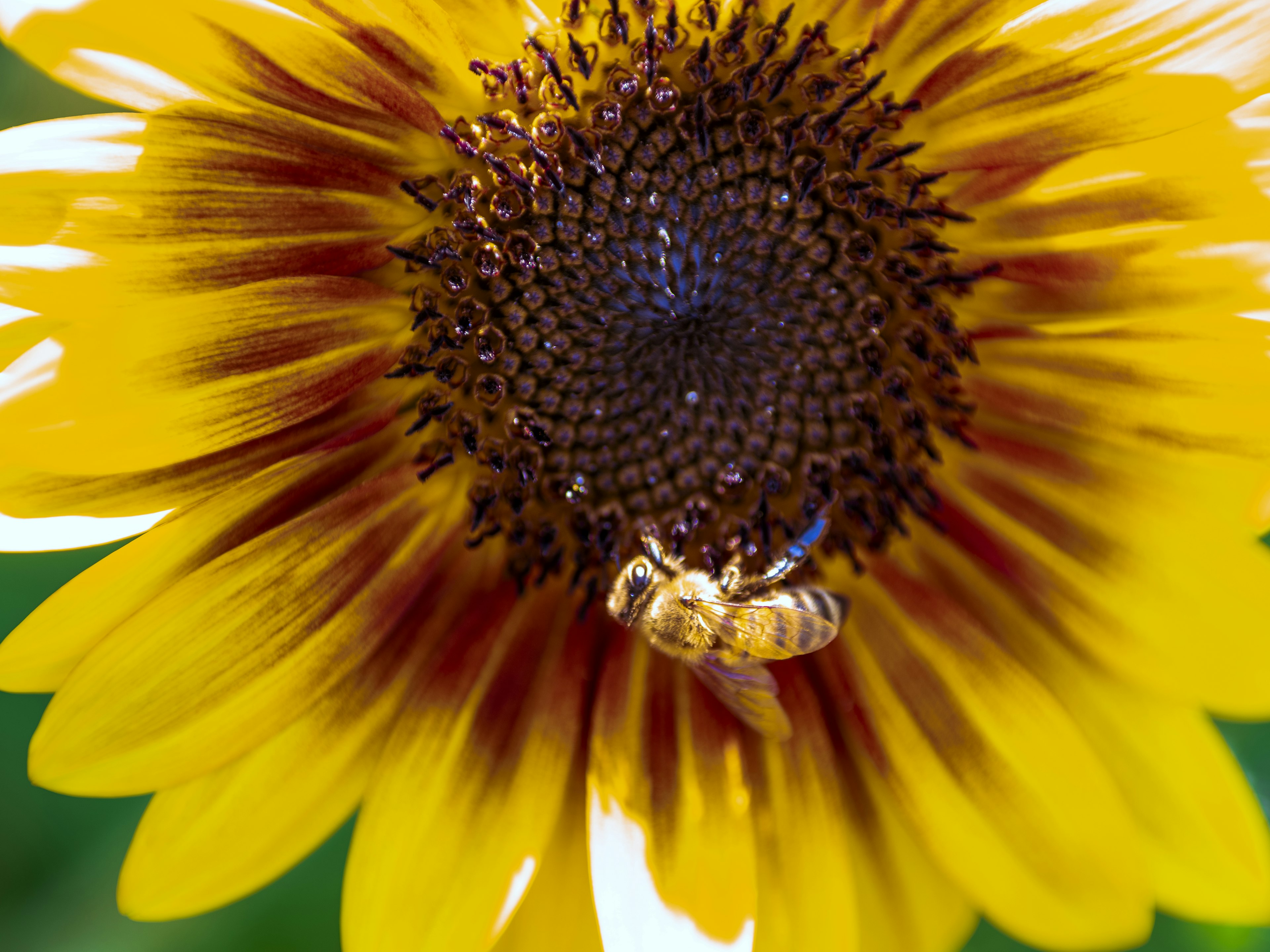 A bee perched on the center of a sunflower yellow petals and dark center