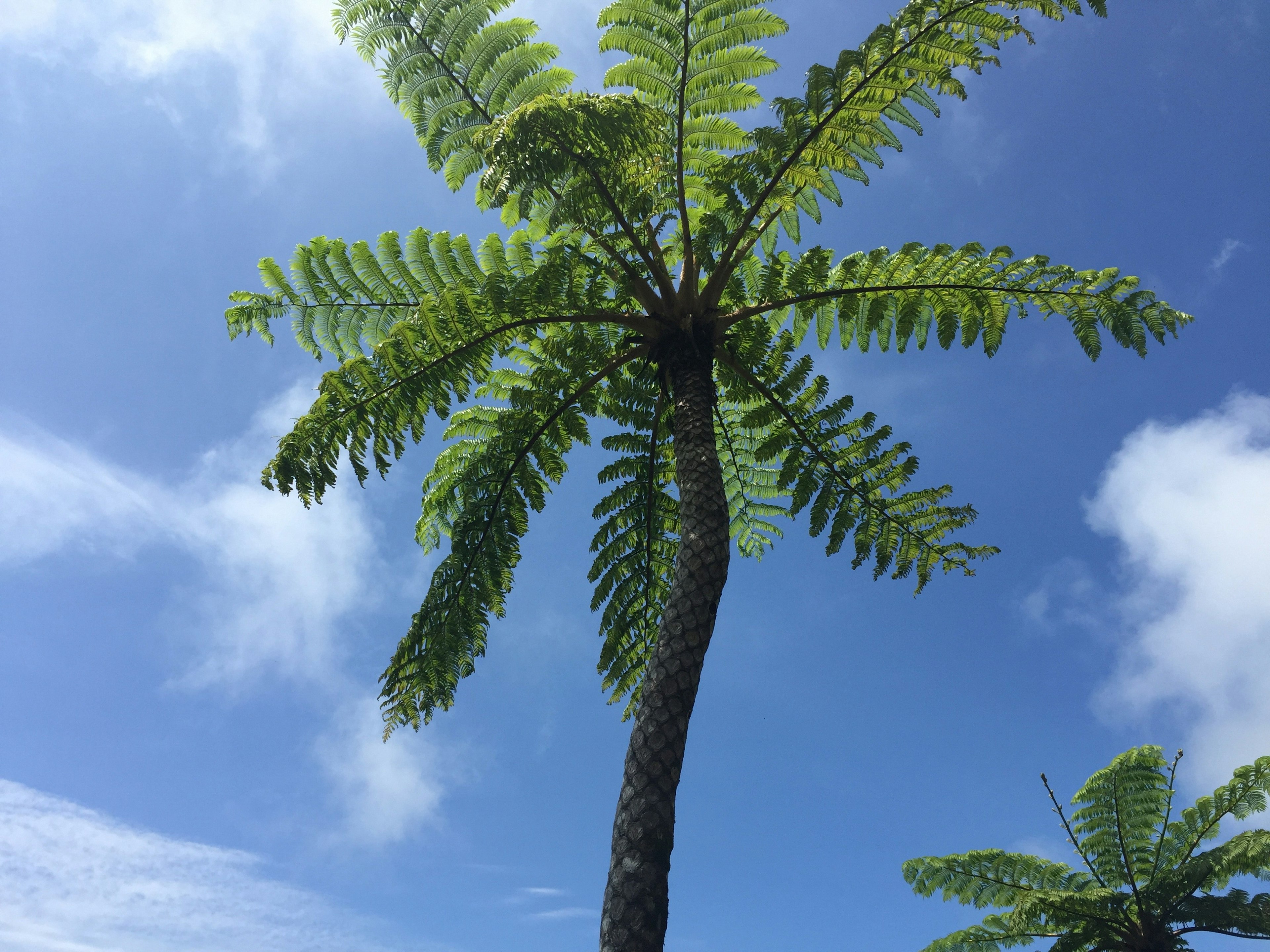 青空の下でそびえるシダの木の姿