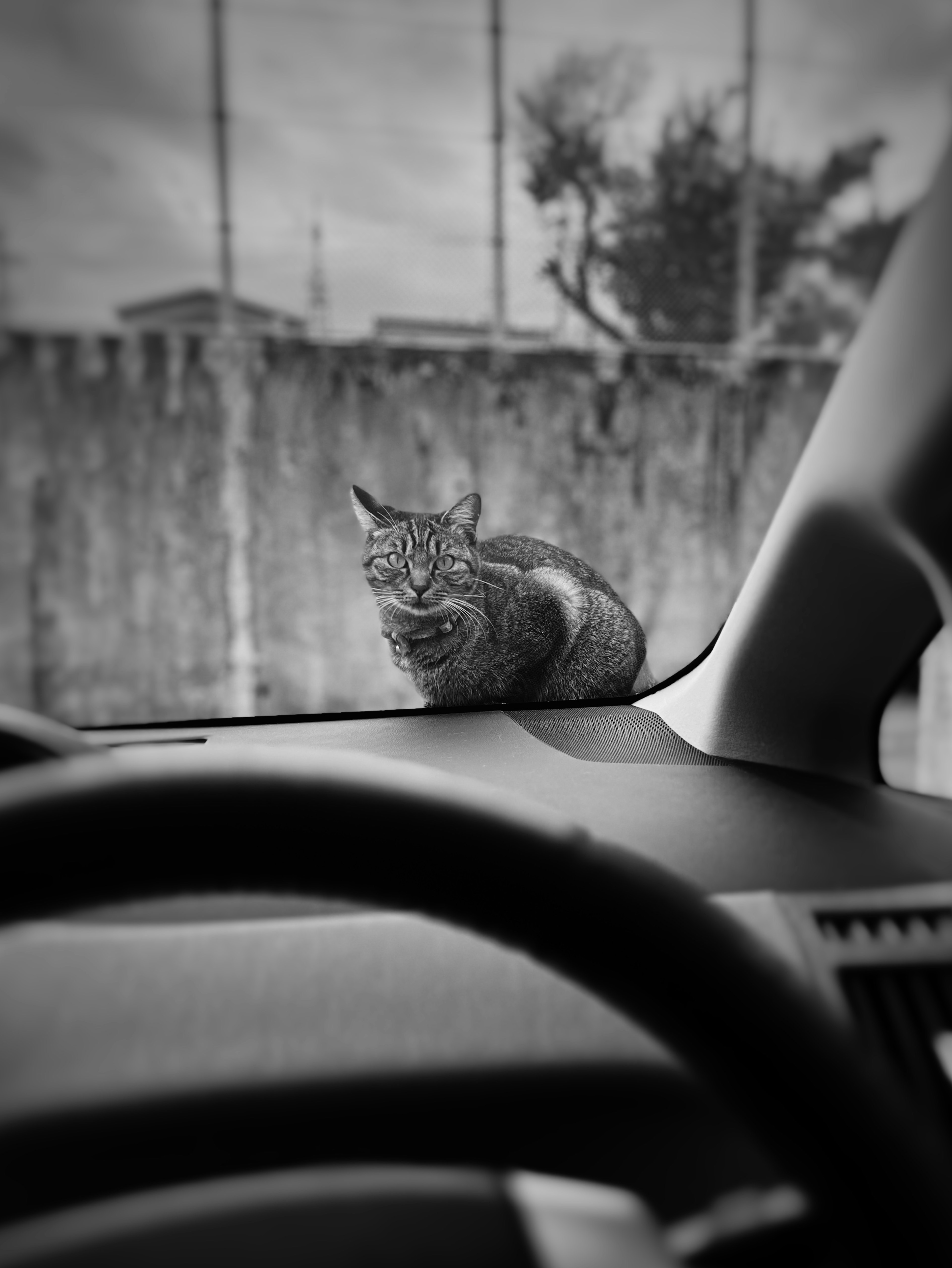 Foto hitam putih kucing duduk di dashboard mobil