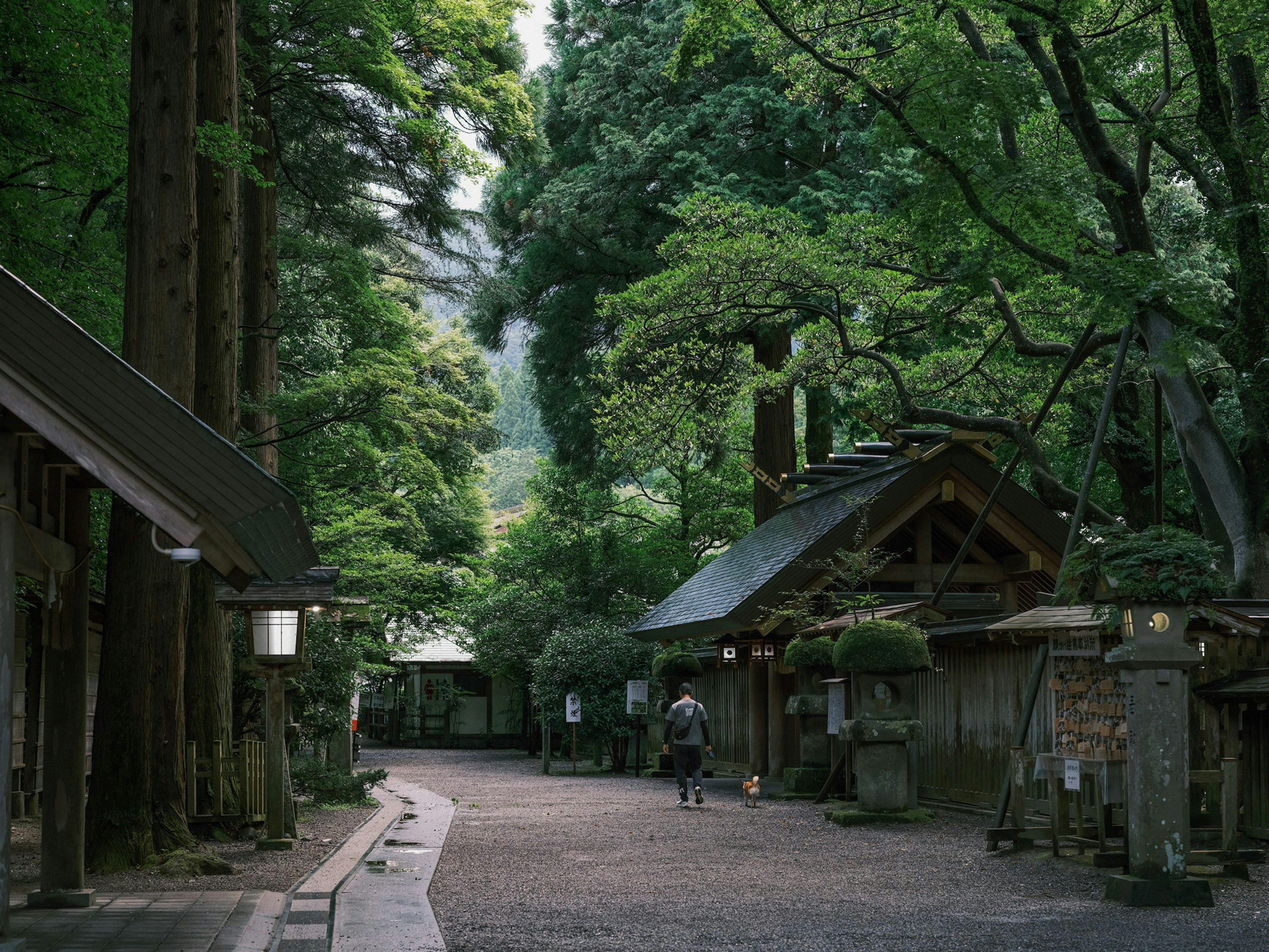Quiet pathway surrounded by lush greenery and traditional buildings