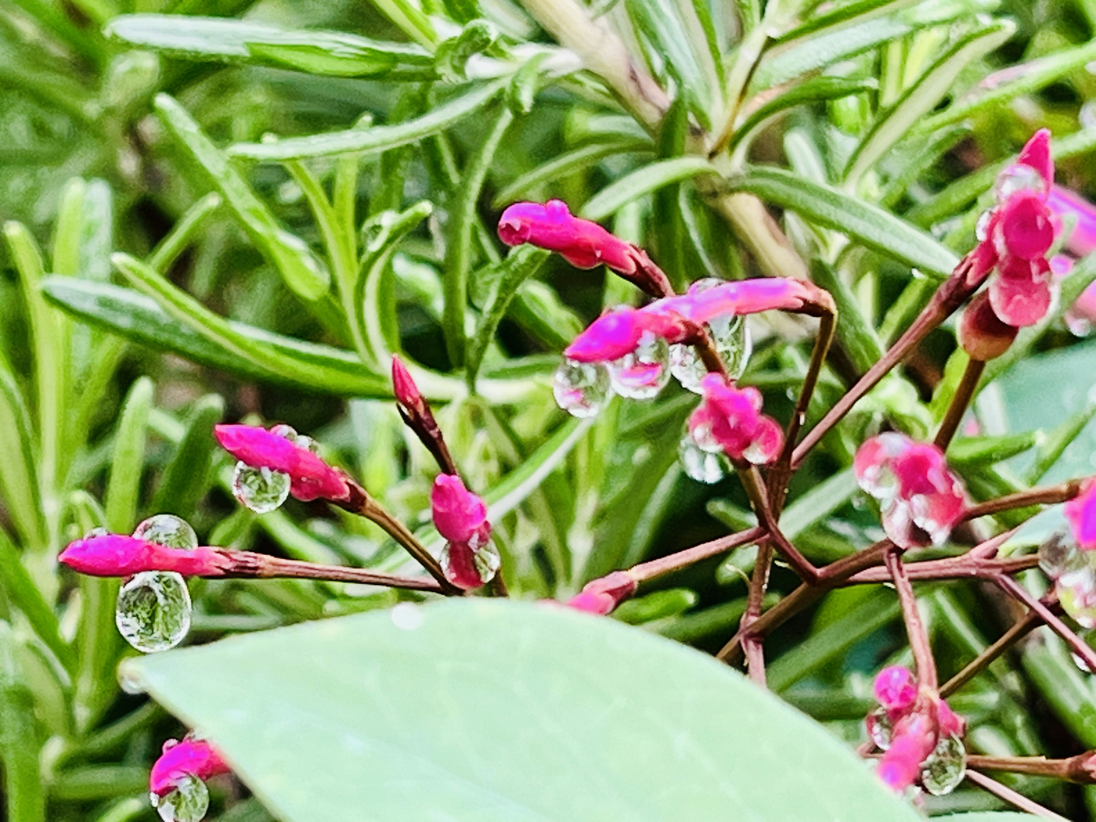 緑の葉の間に咲く小さなピンク色の花と水滴