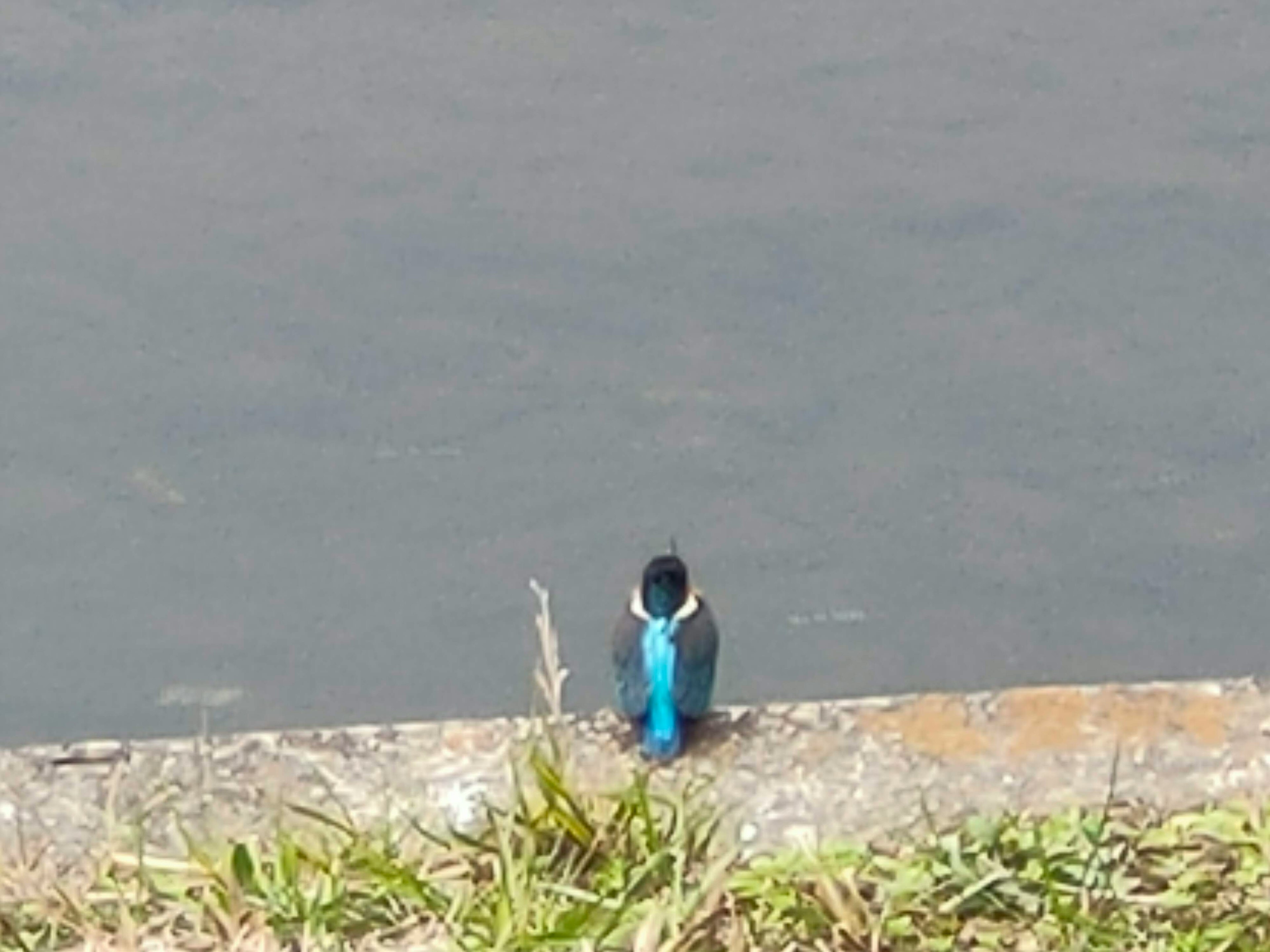 青い羽の鳥が水辺に立っている