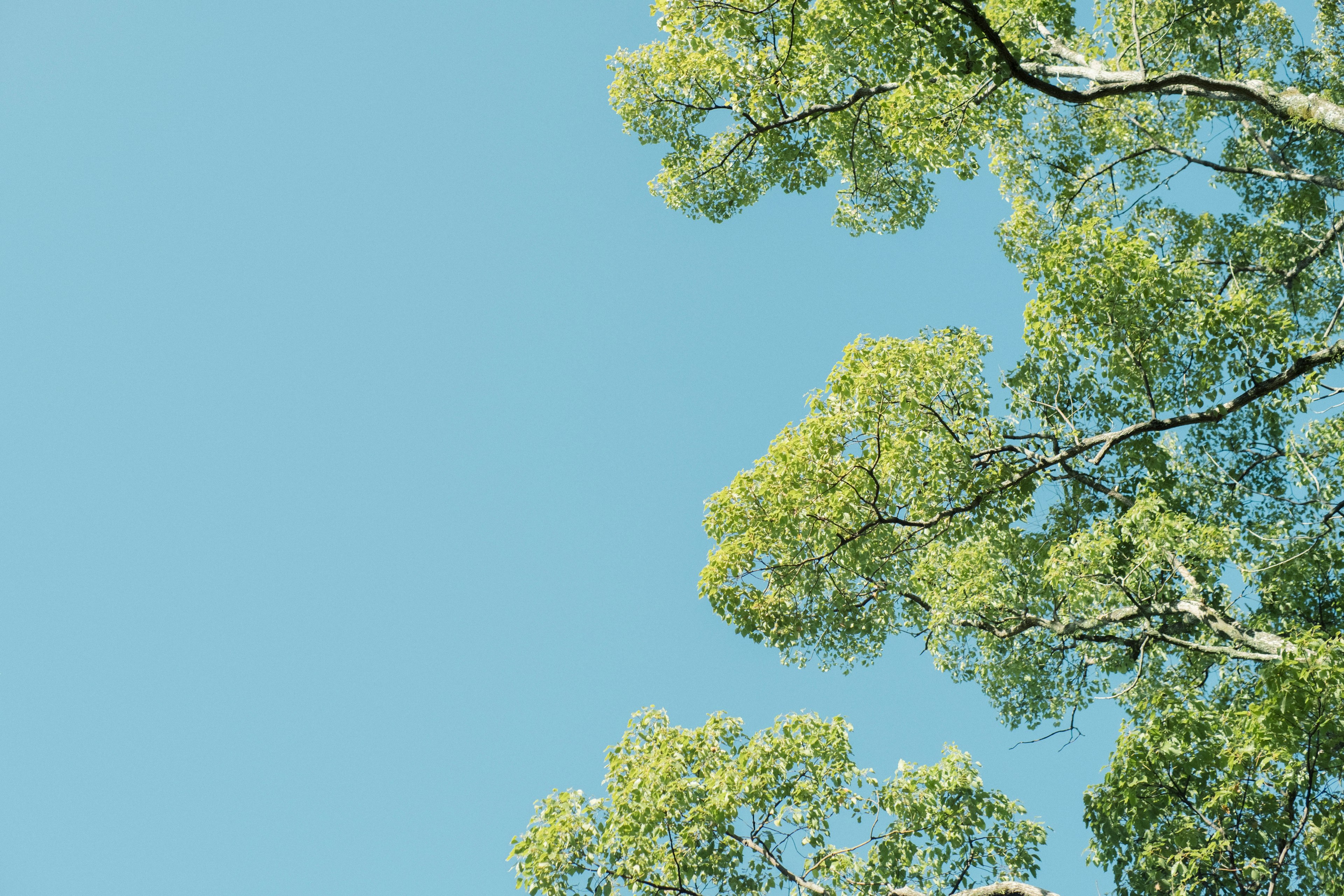 Ramas de árboles verdes contra un cielo azul claro