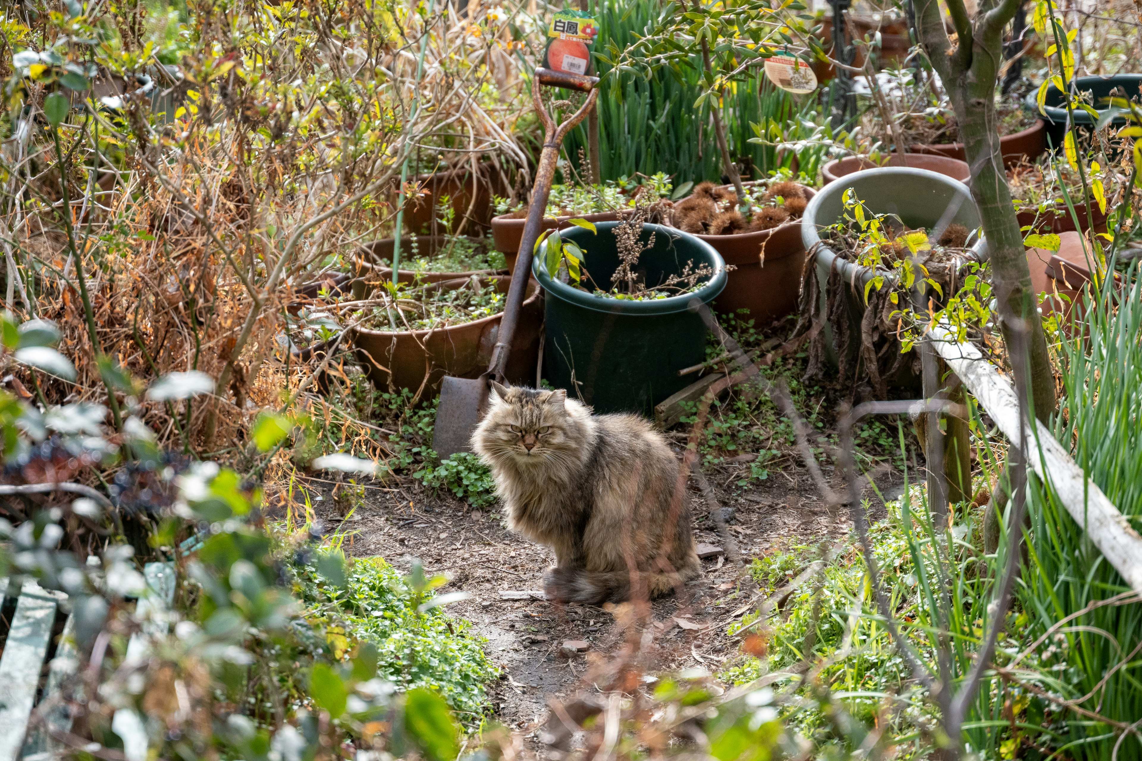 庭の中で座っている猫 植木鉢や植物が周囲にある