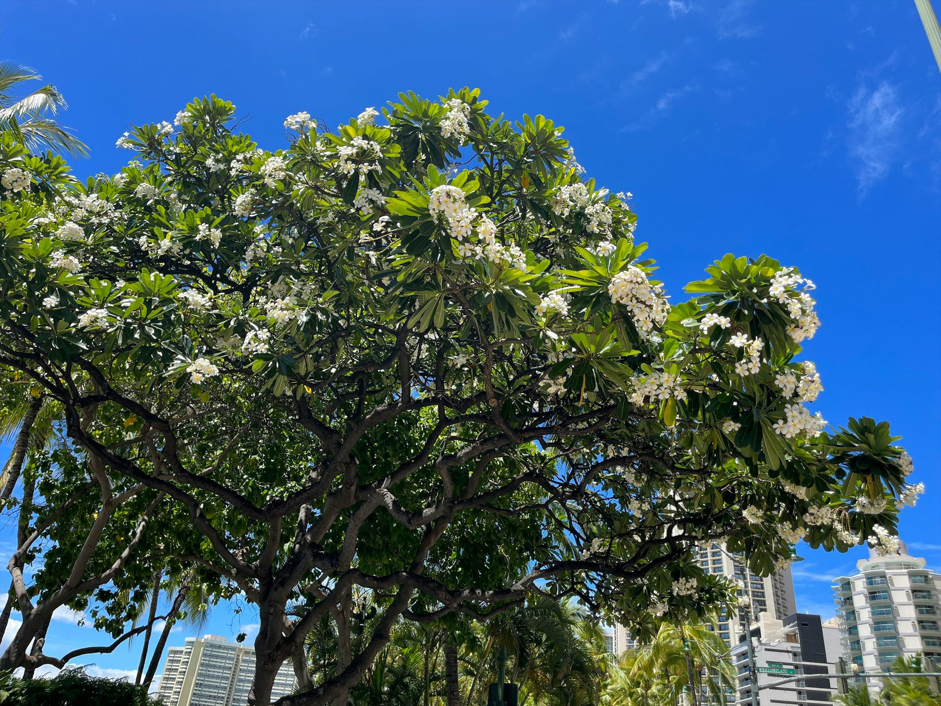 Albero con fiori bianchi sotto un cielo blu e edifici