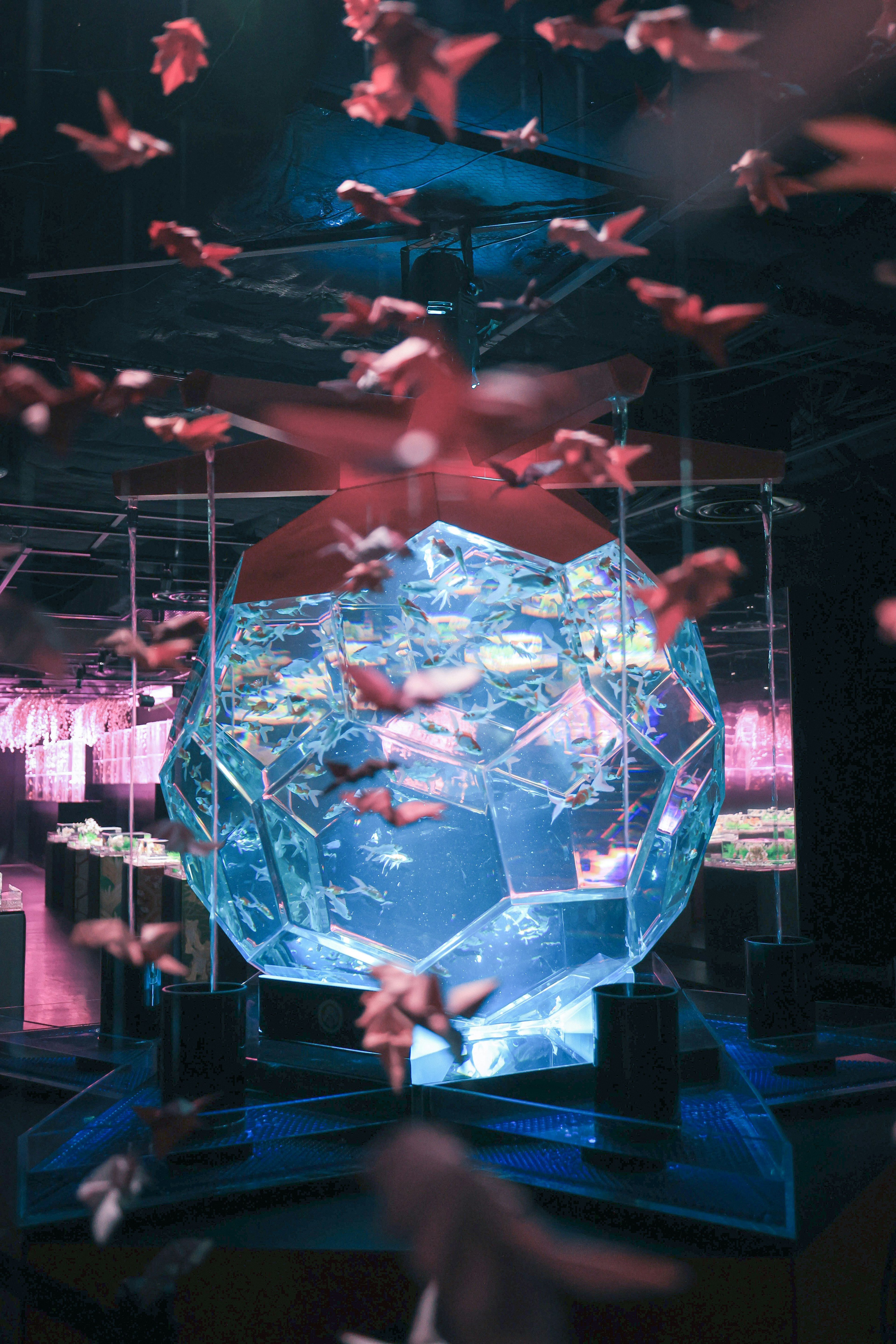 A transparent polyhedron in water surrounded by floating goldfish