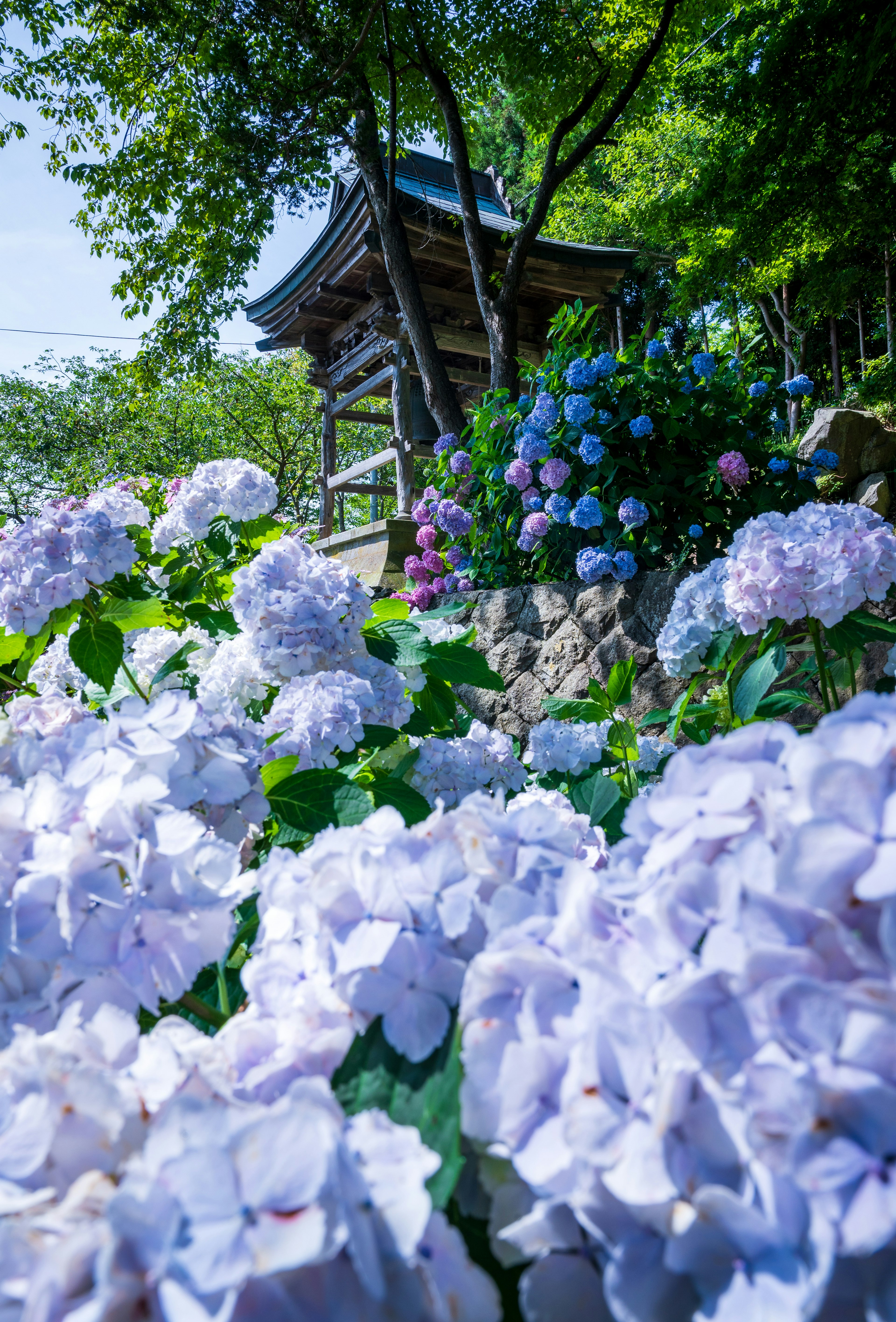 美しい紫陽花の花が咲く庭園と伝統的な建物の風景