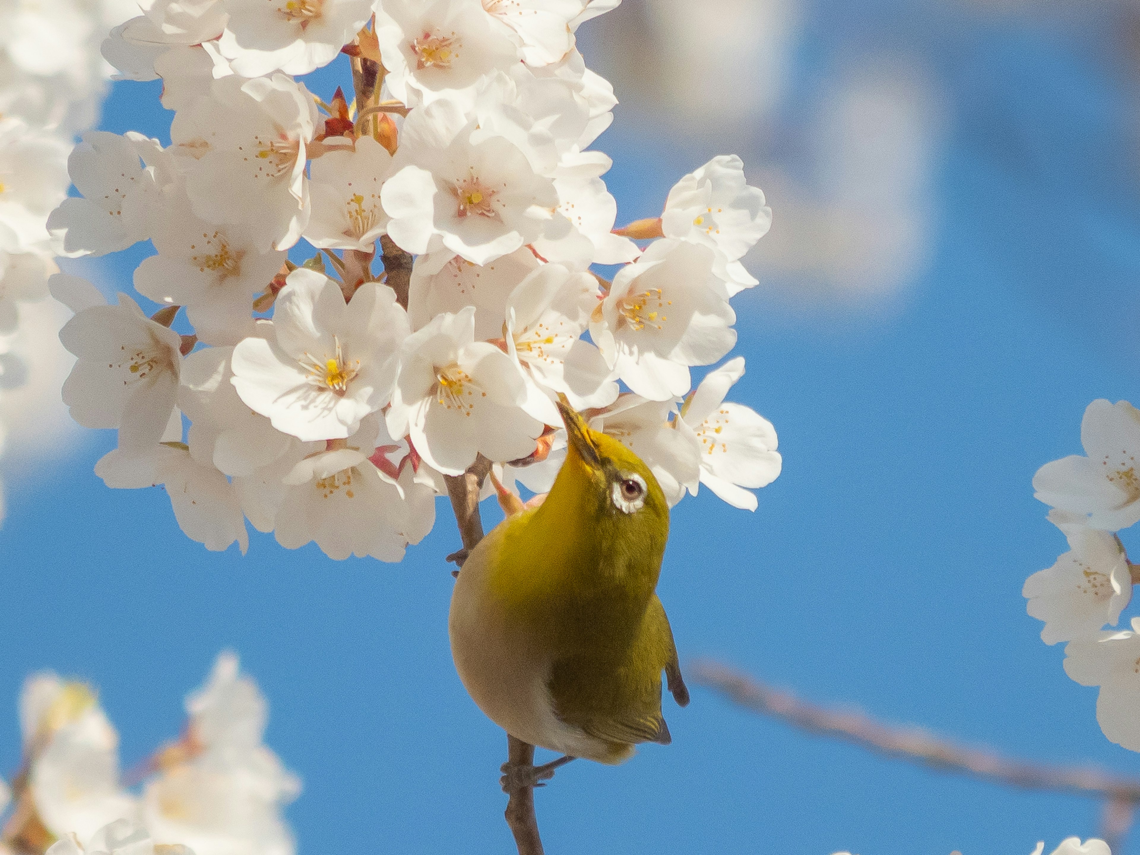 Pequeño pájaro bebiendo néctar entre flores blancas