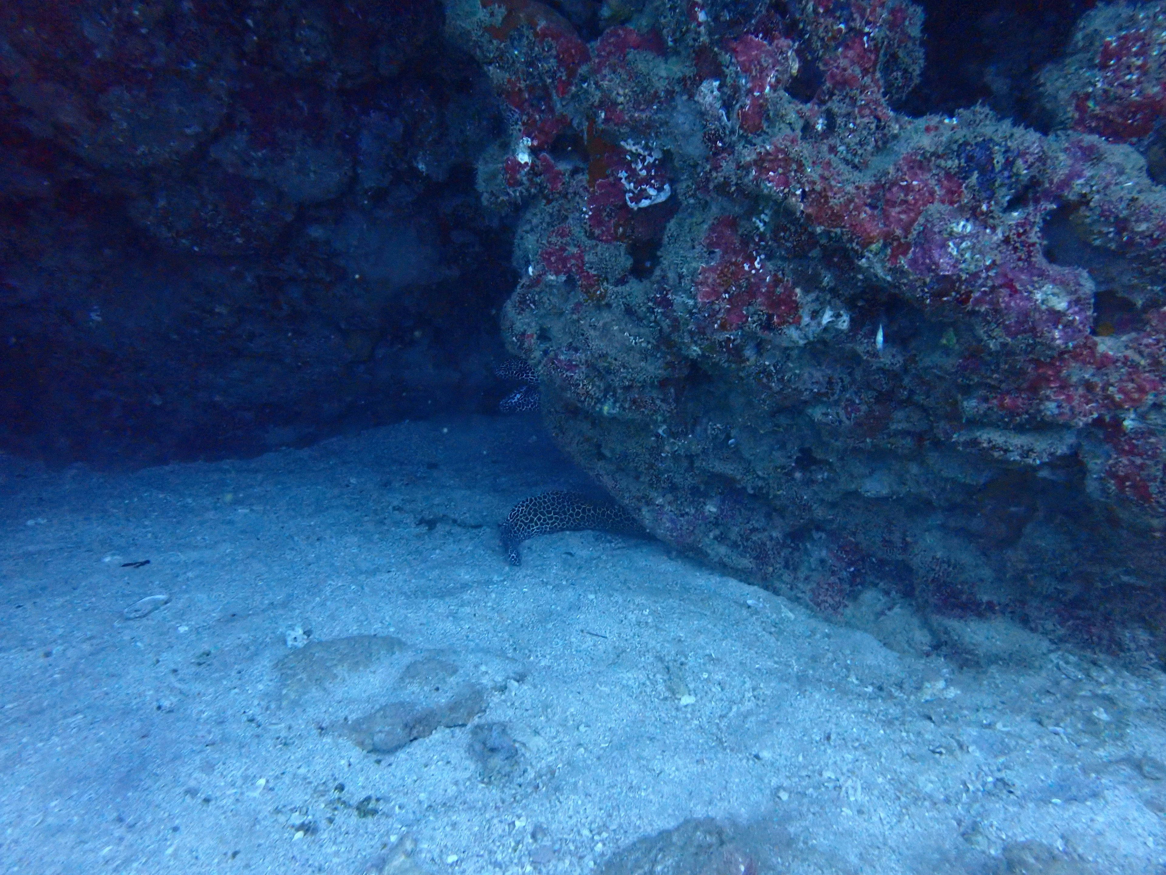 Escena submarina con fondo de arena y rocas de coral de tonos rojos