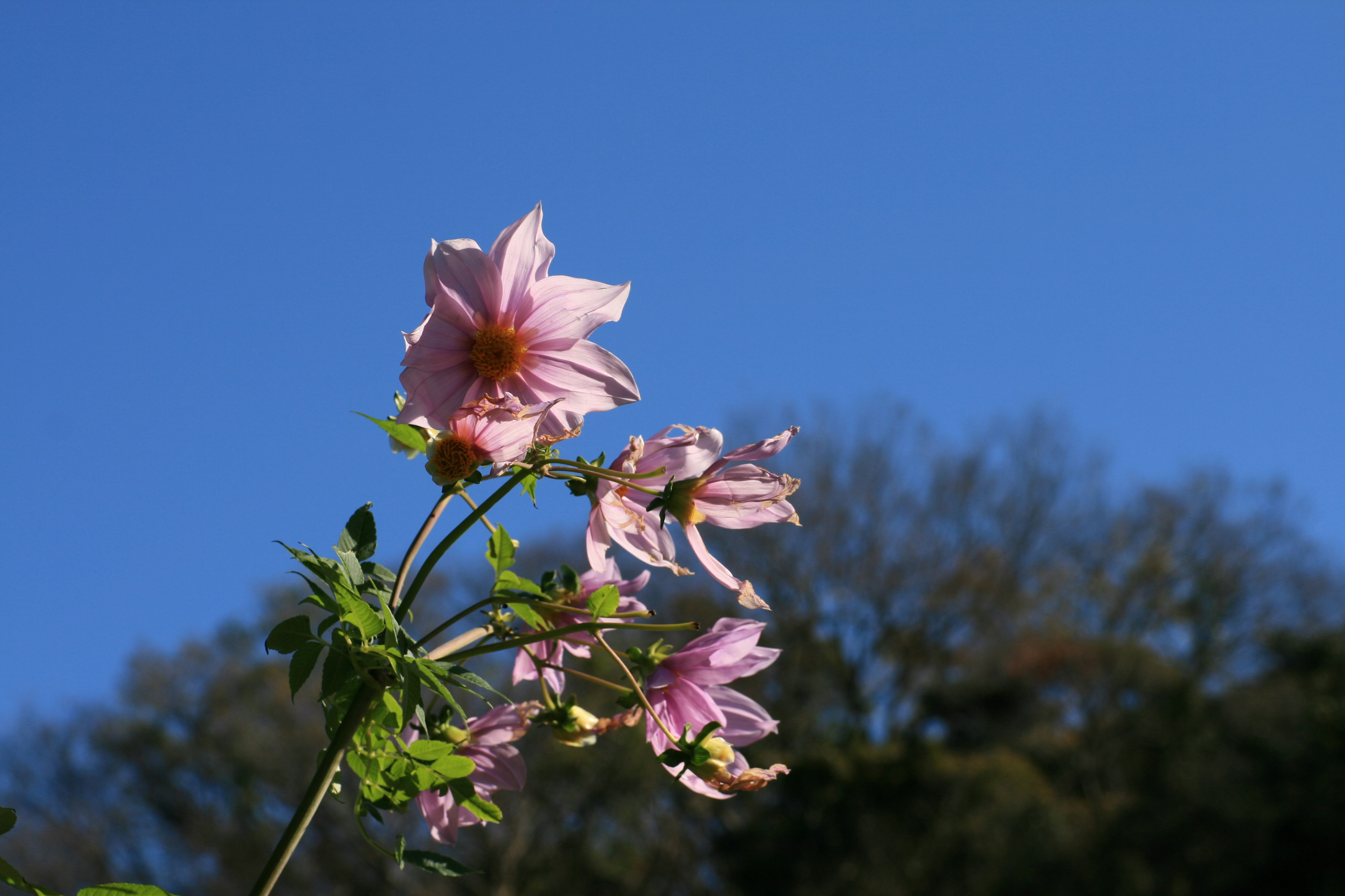 Delicate pink flowers against a clear blue sky