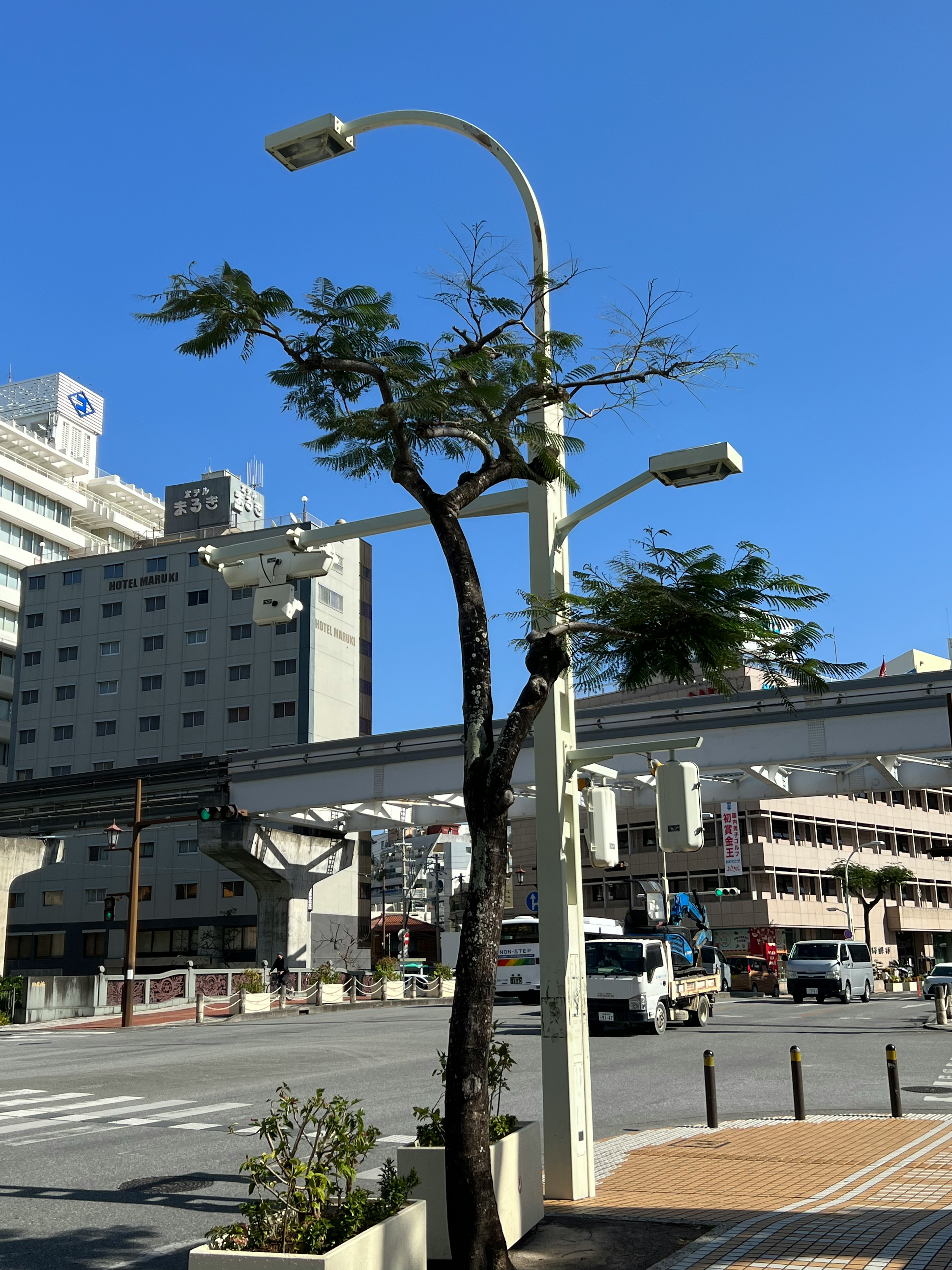 街路樹と街灯が並ぶ都市の風景 青空とビル群が背景