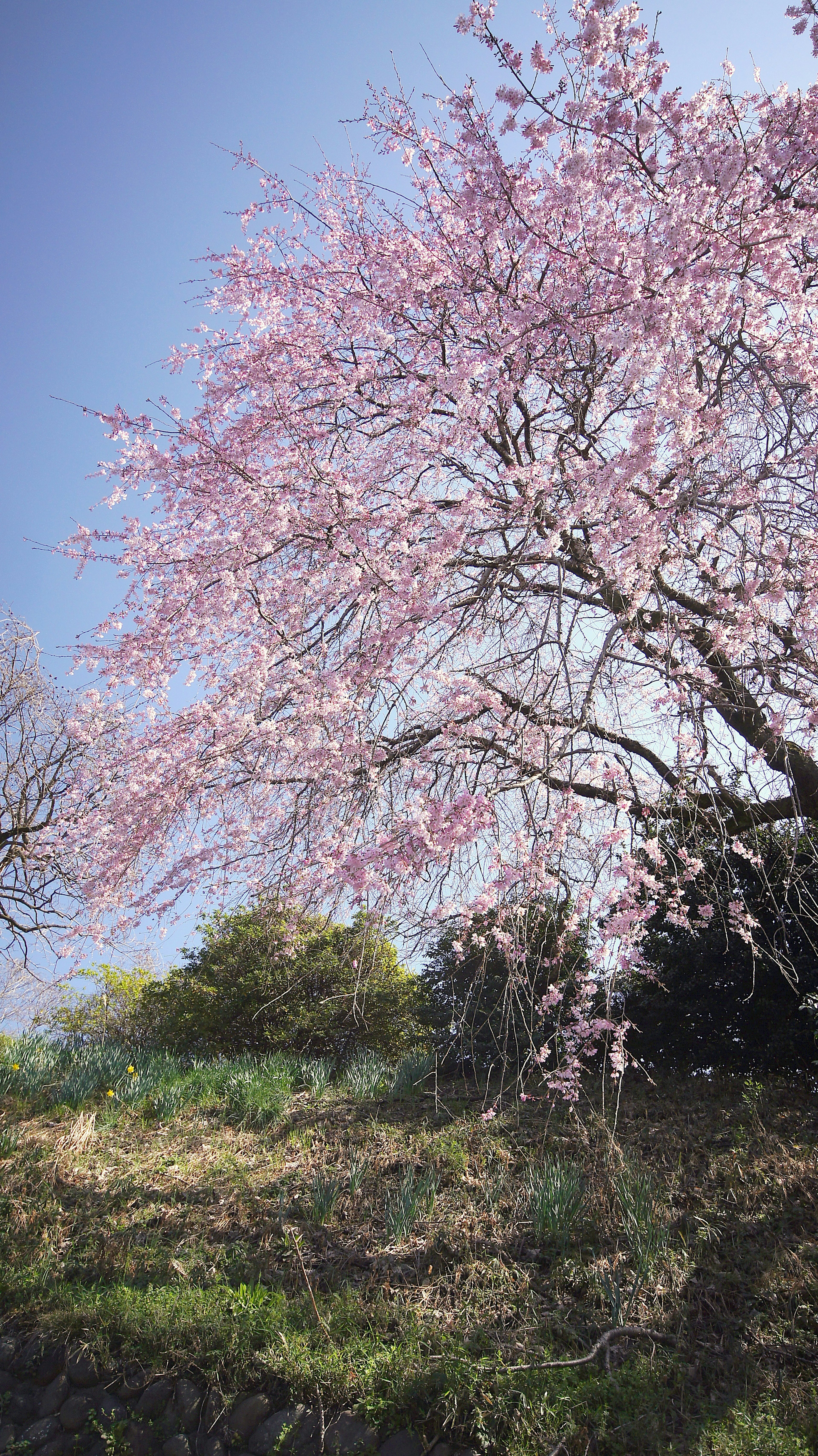 Sebuah pohon sakura yang indah dengan bunga merah muda di bawah langit biru yang cerah