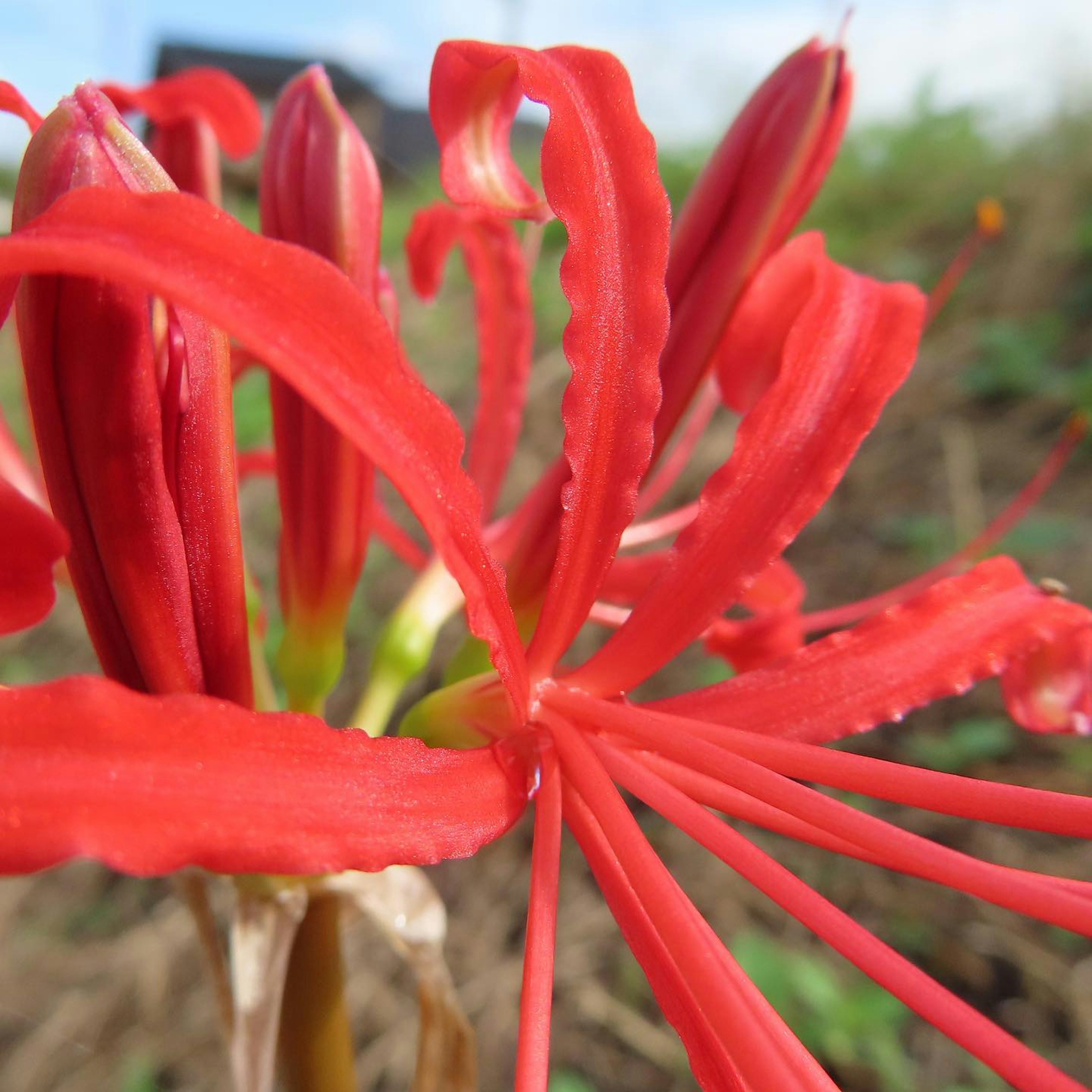 Close-up of a vibrant red flower with elongated petals