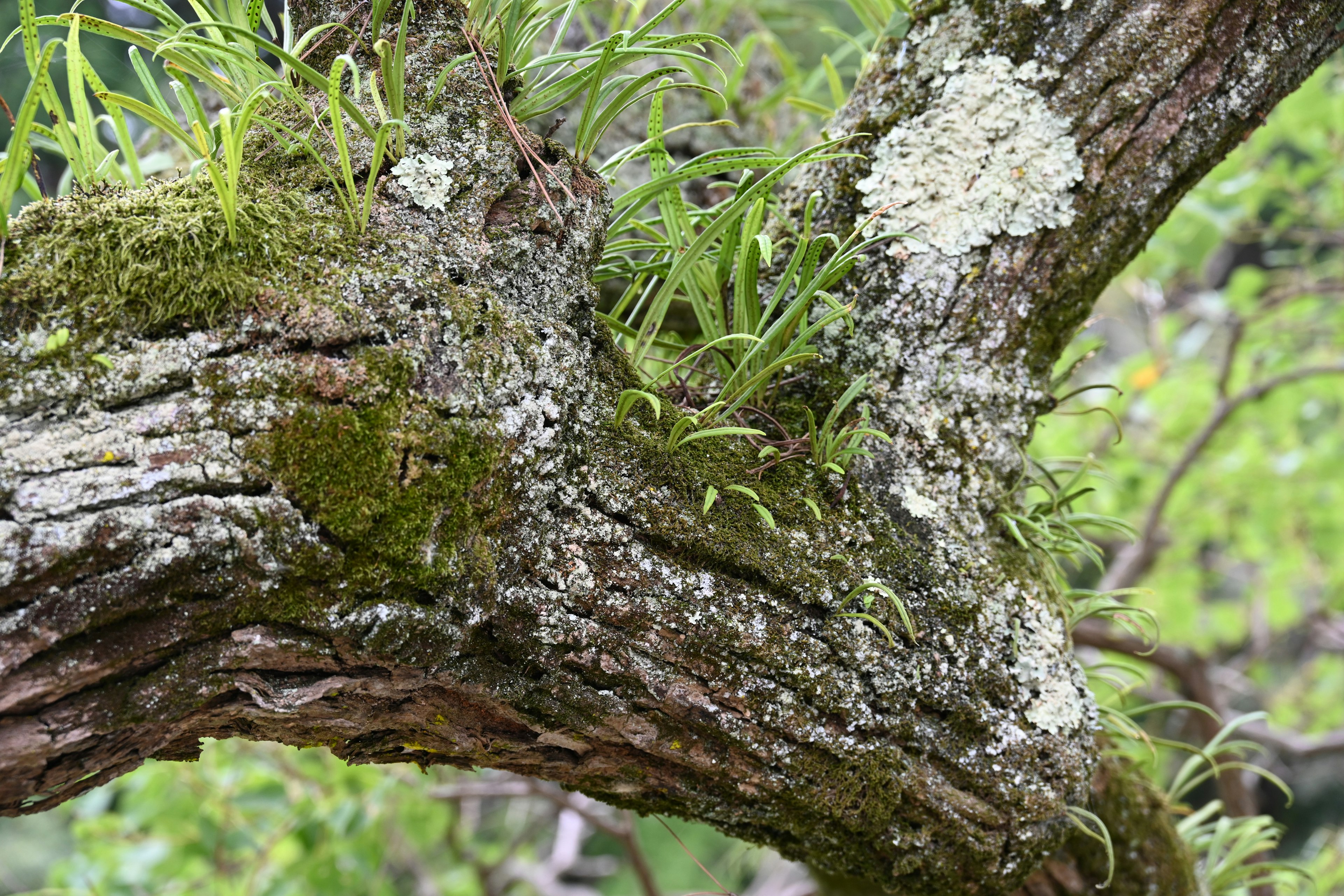 Primo piano di muschio e licheni su un tronco d'albero