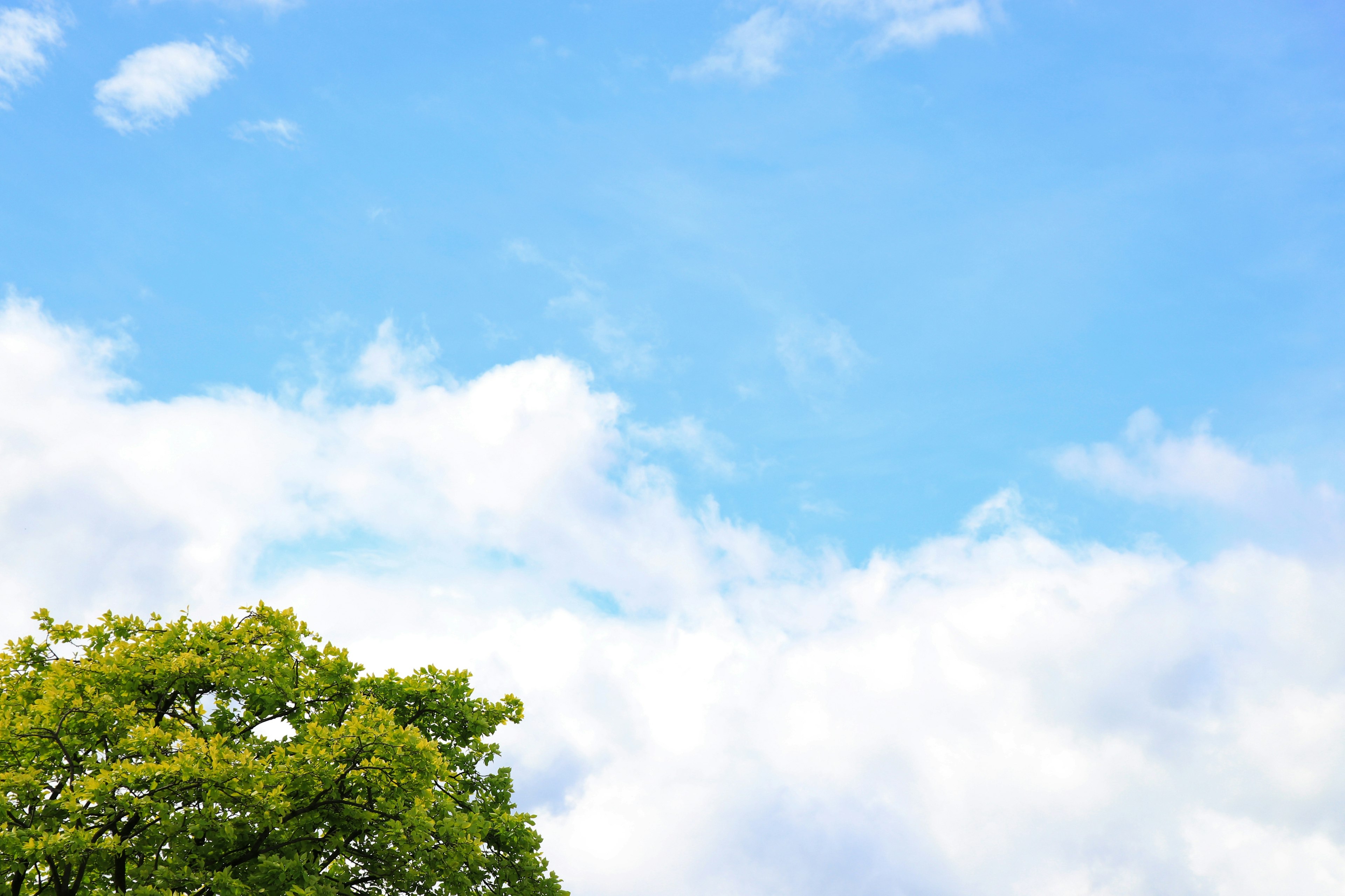 青空と白い雲が広がる風景の中に緑の木がある