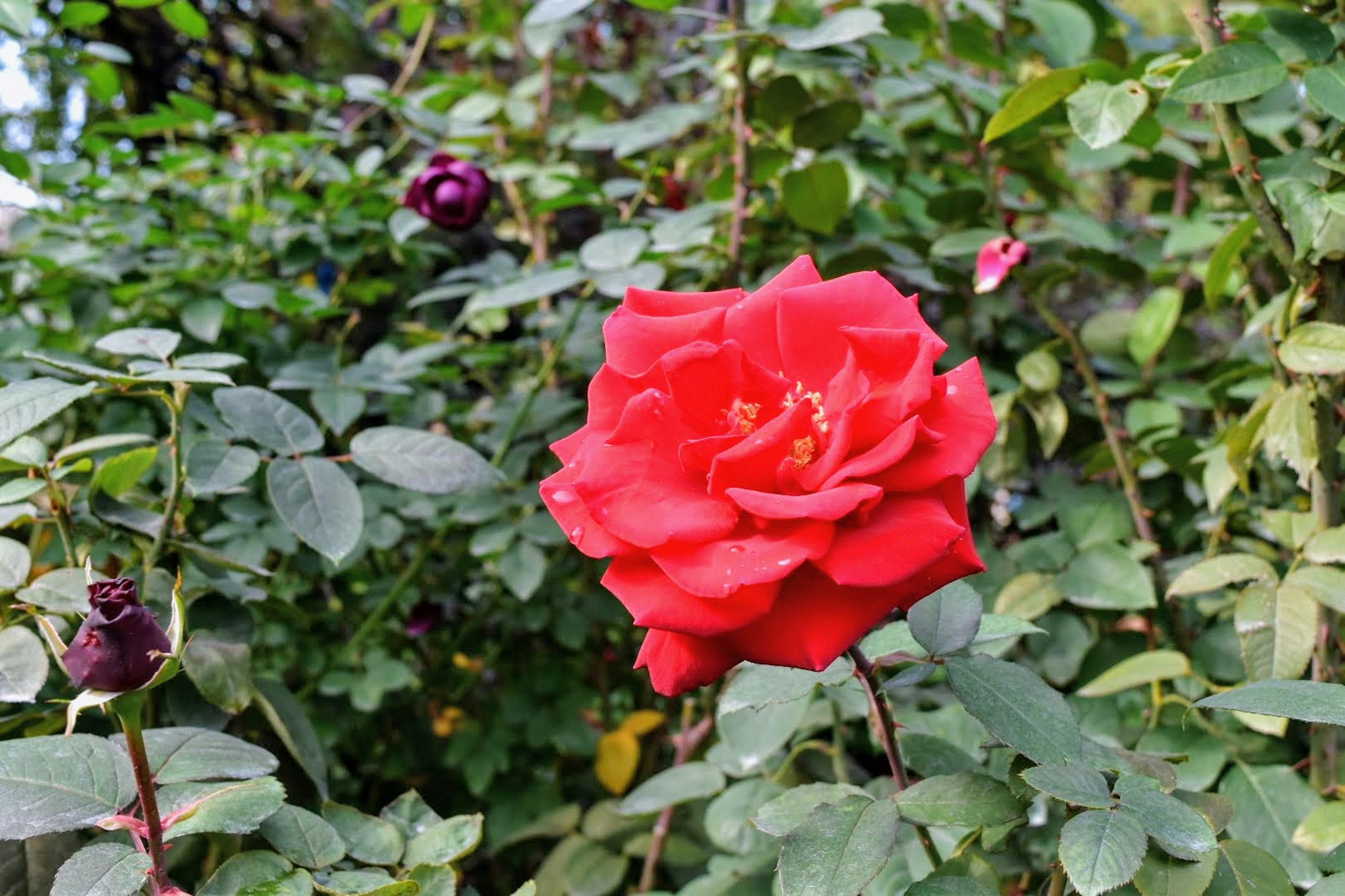 A vibrant red rose surrounded by green leaves