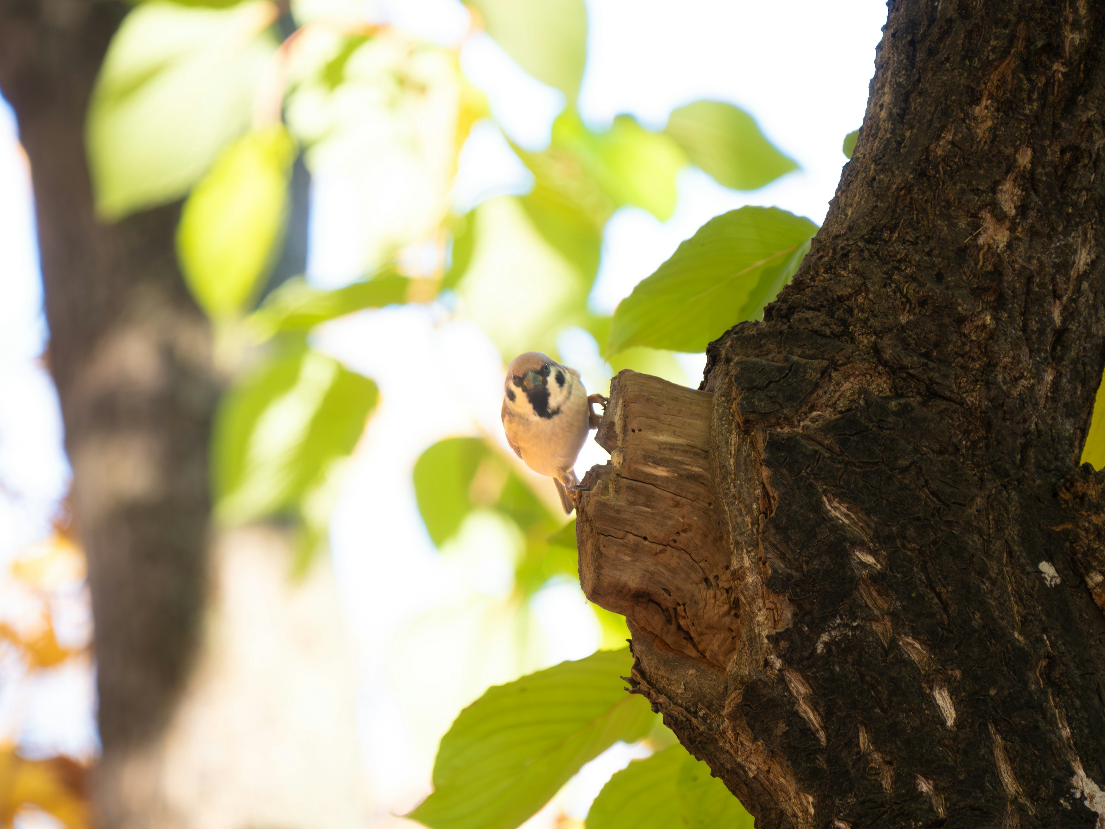 A small bird peeking out from between green leaves on a tree