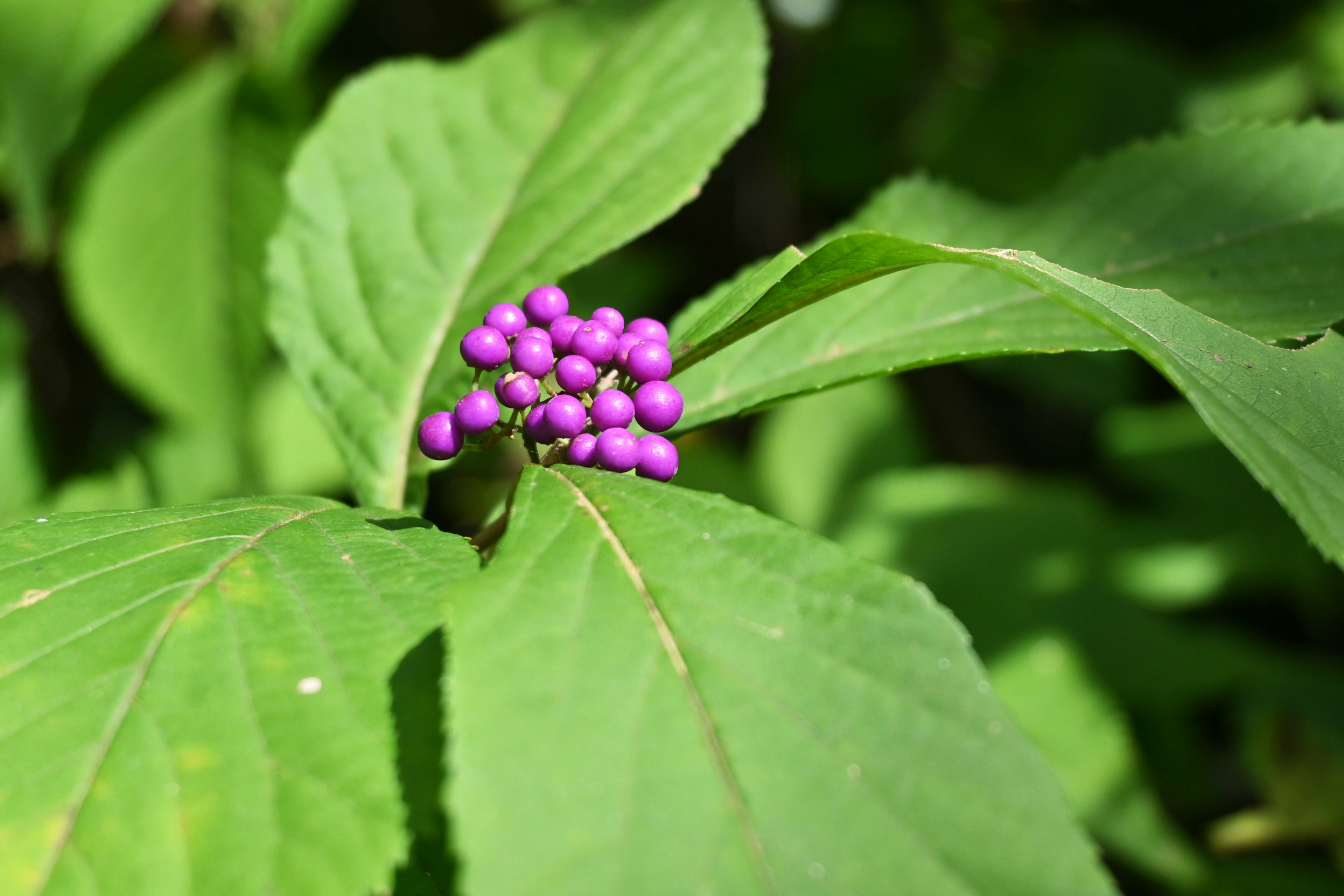 Racimo de bayas moradas entre hojas verdes vibrantes