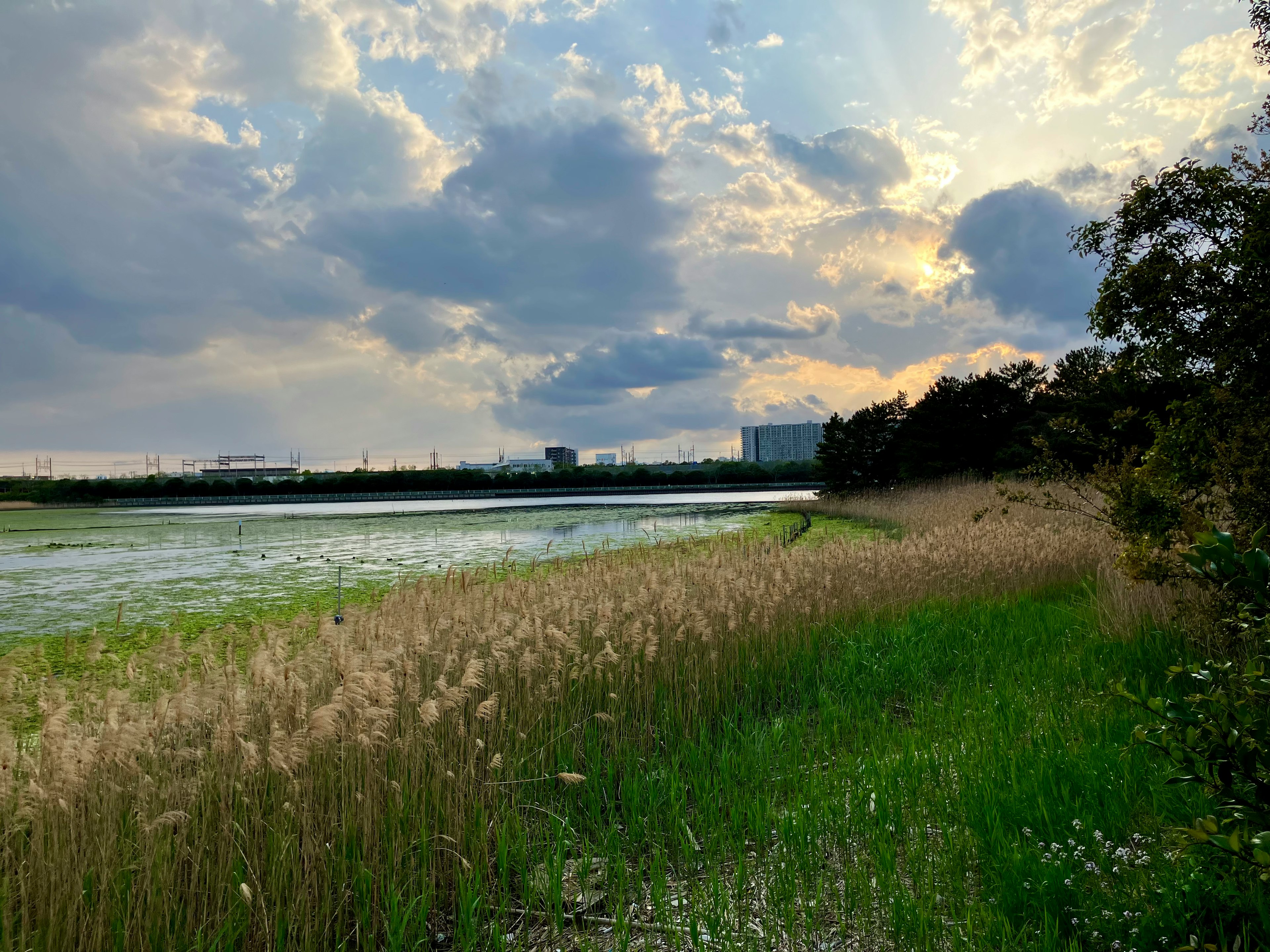 夕暮れの空と水辺の景色、草と木々が広がる風景