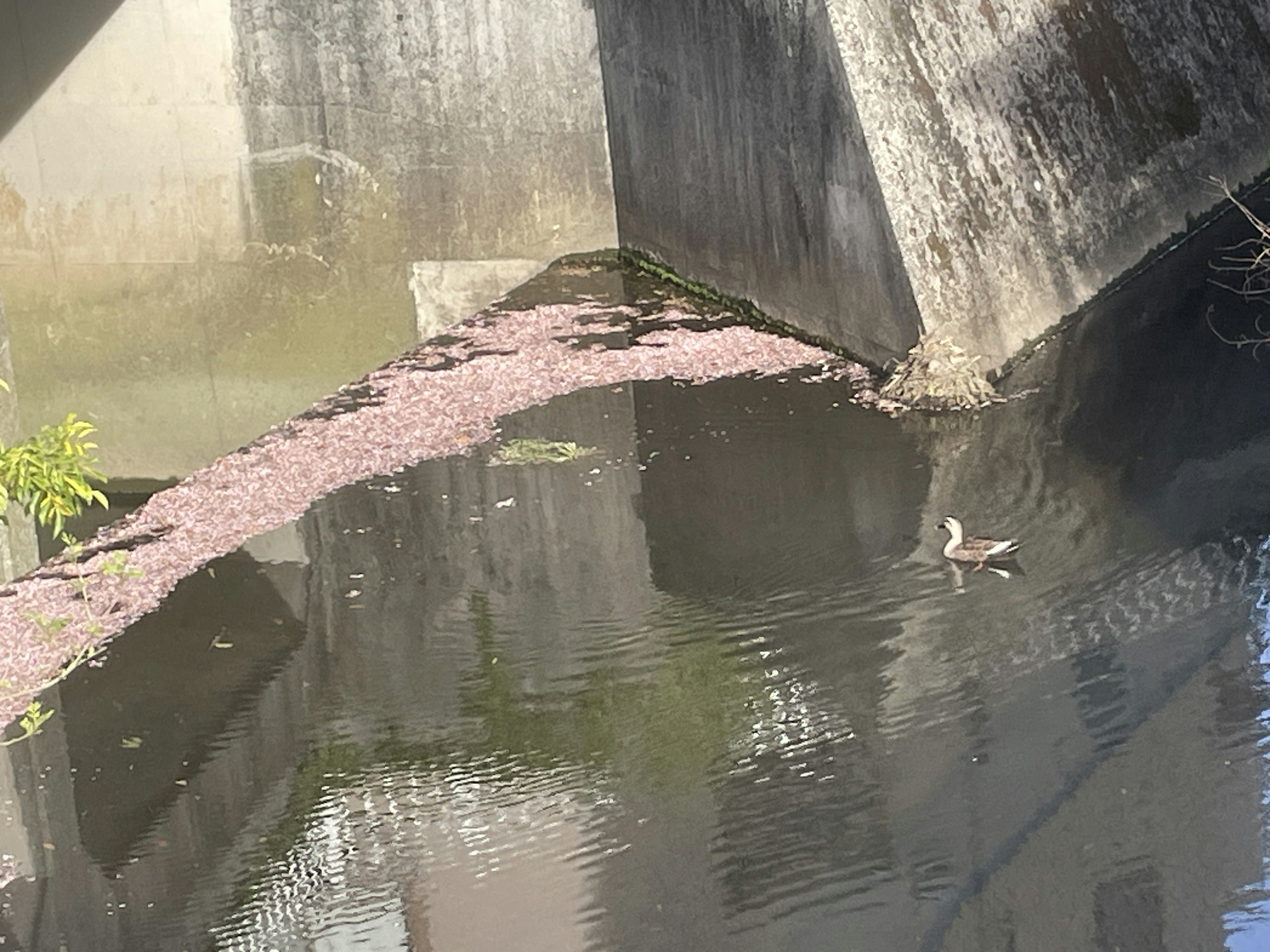 水面に映るコンクリート壁と植物の一部が見える風景