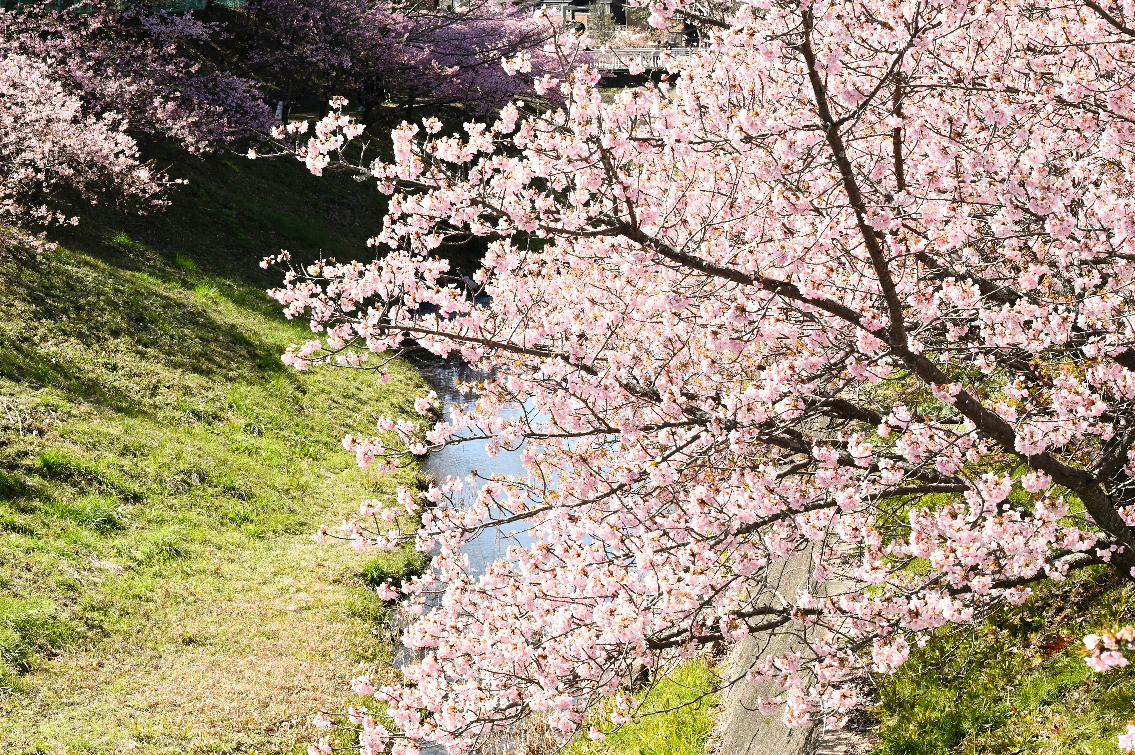 Pohon sakura berbunga di tepi sungai