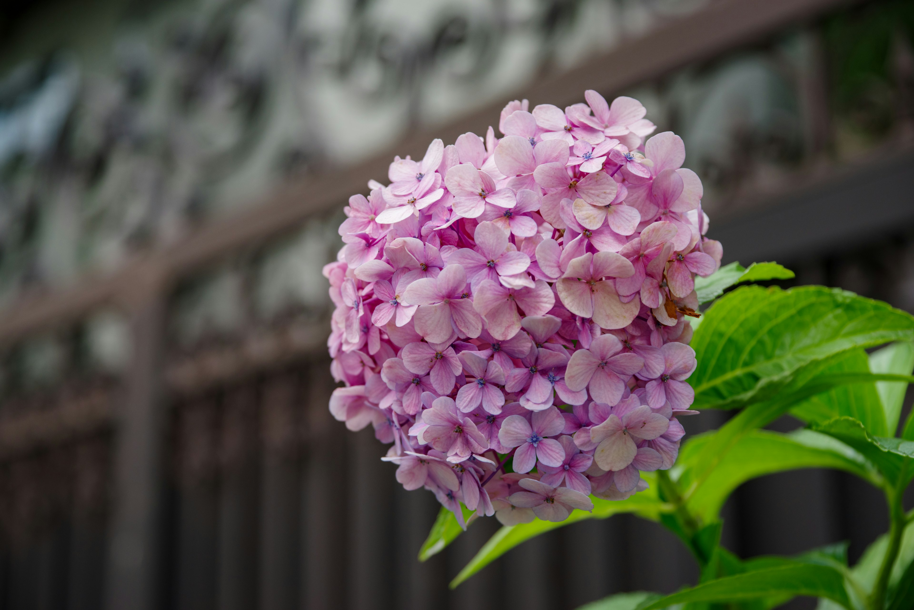 Bunga hydrangea merah muda dikelilingi daun hijau