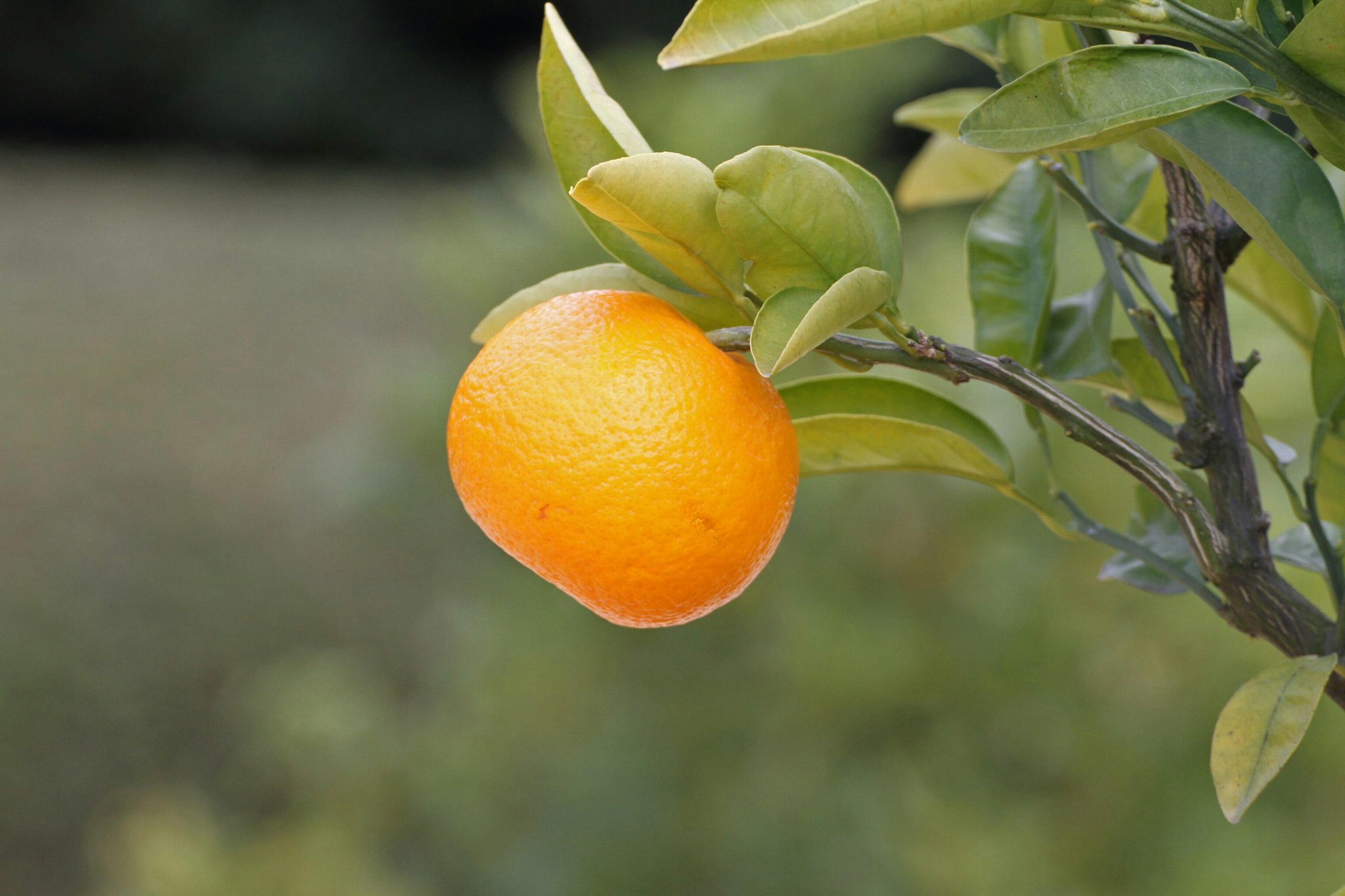 Un fruit orange vif suspendu à une branche verte