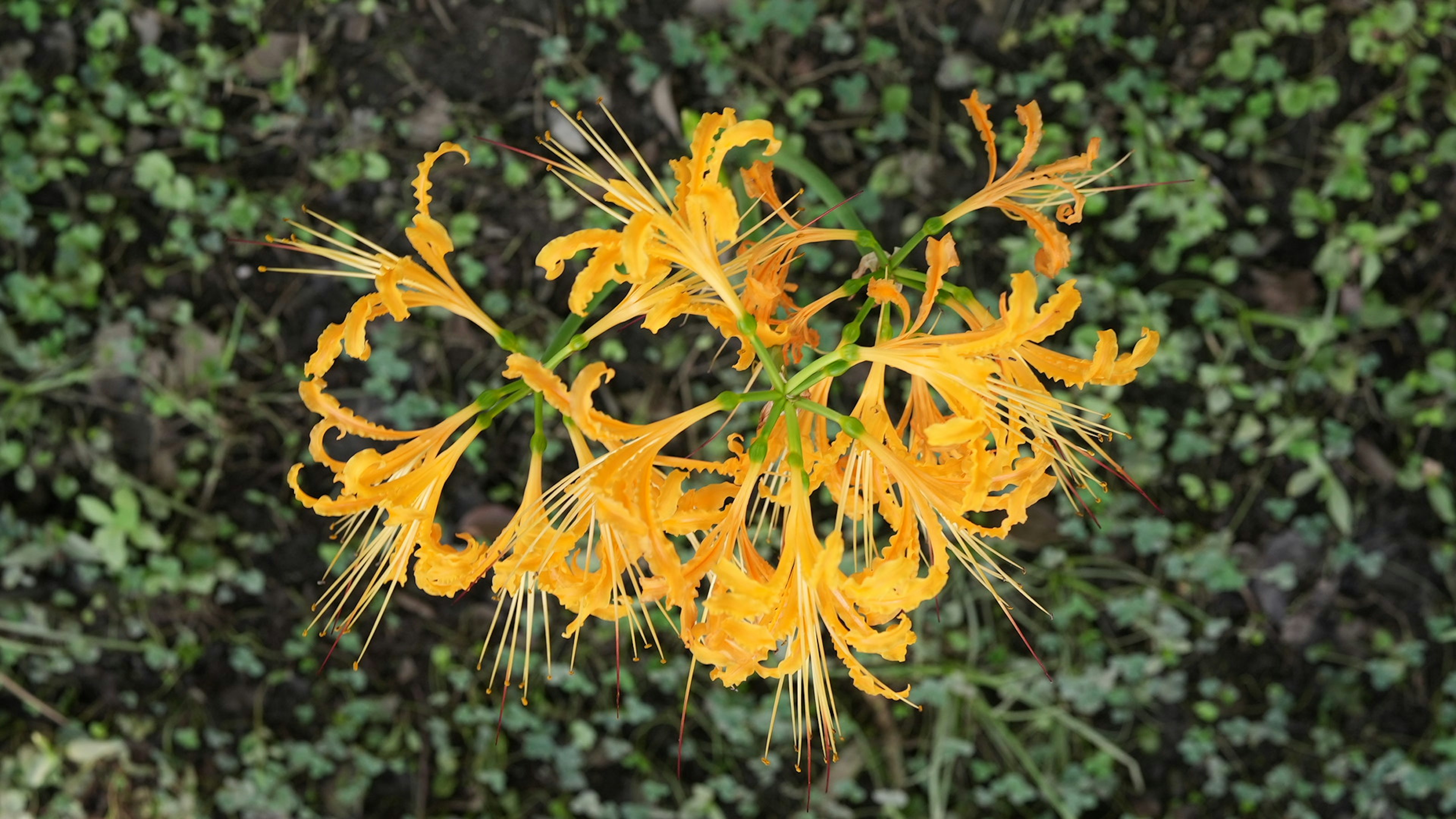 鮮やかな黄色の花が緑の背景に咲いている