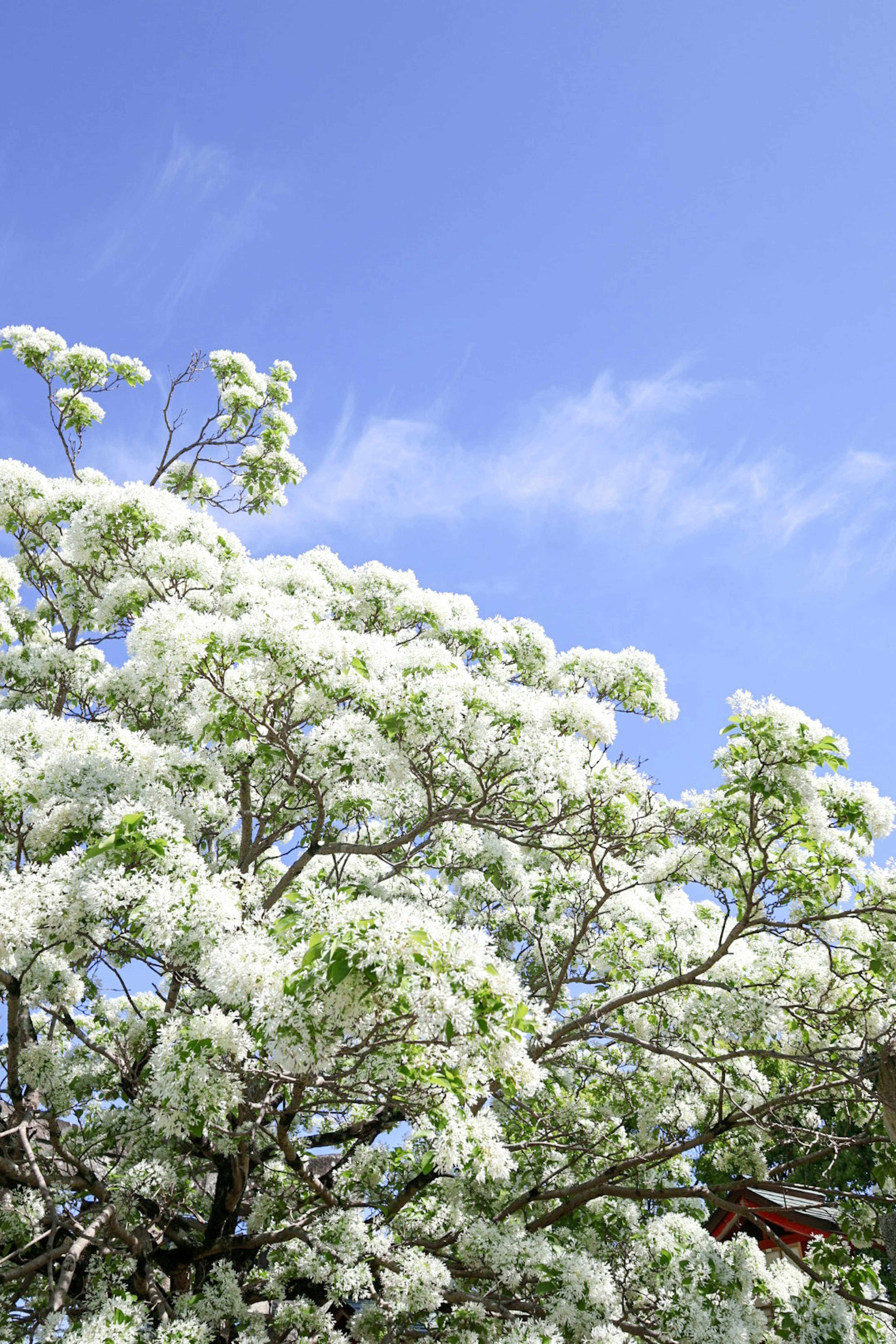 Ramas de un árbol en flor con flores blancas bajo un cielo azul