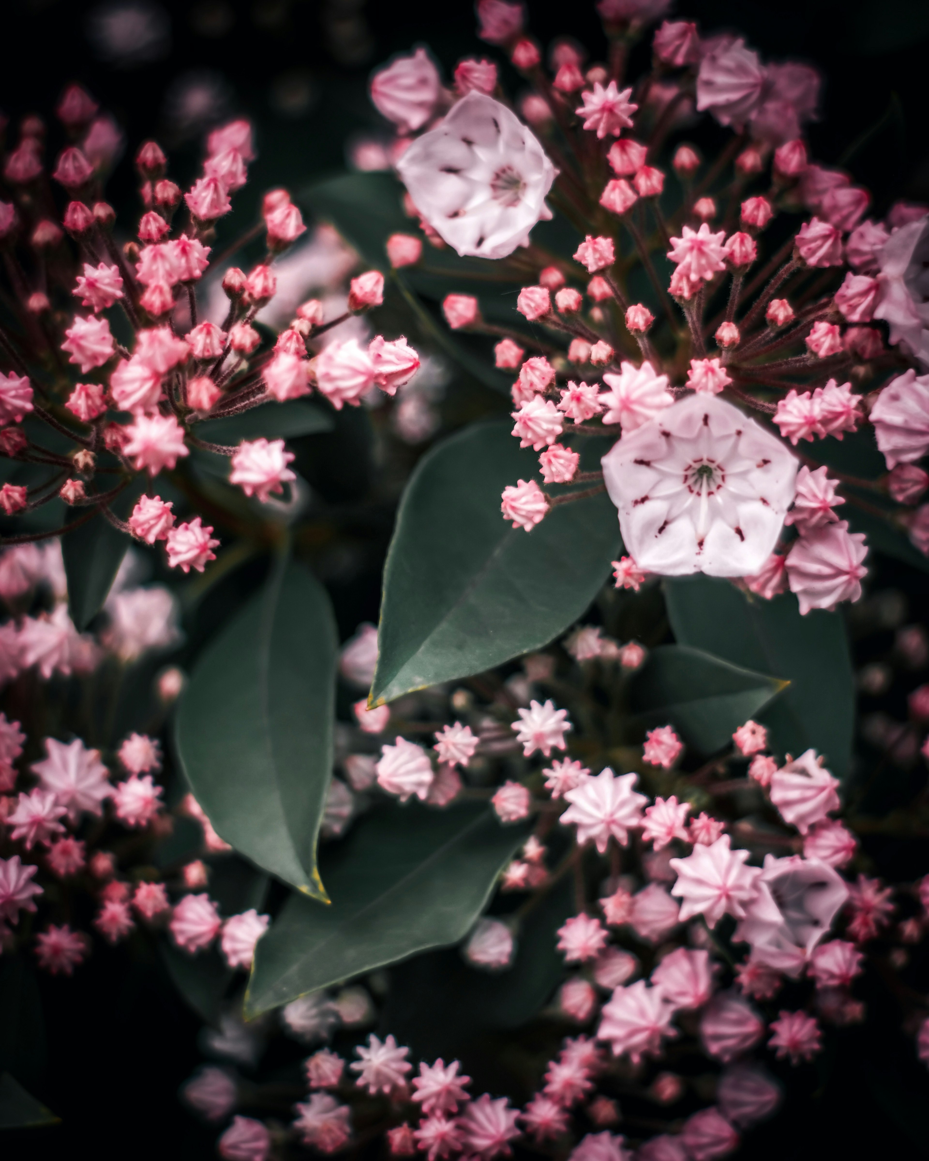 Primo piano di una bella pianta con grappoli di fiori rosa e foglie verdi