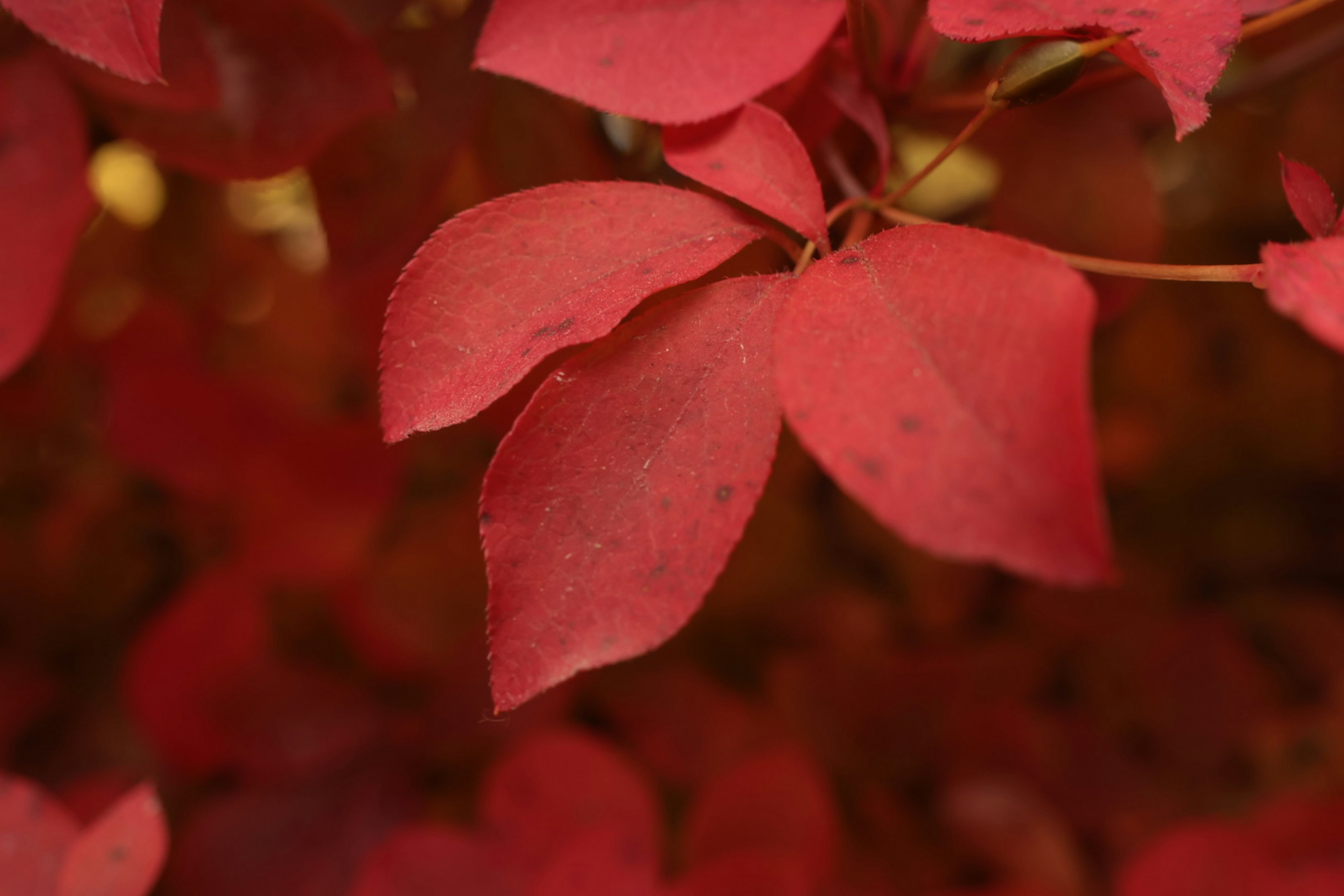 Foglie rosse vibranti raggruppate in uno sfondo sfocato