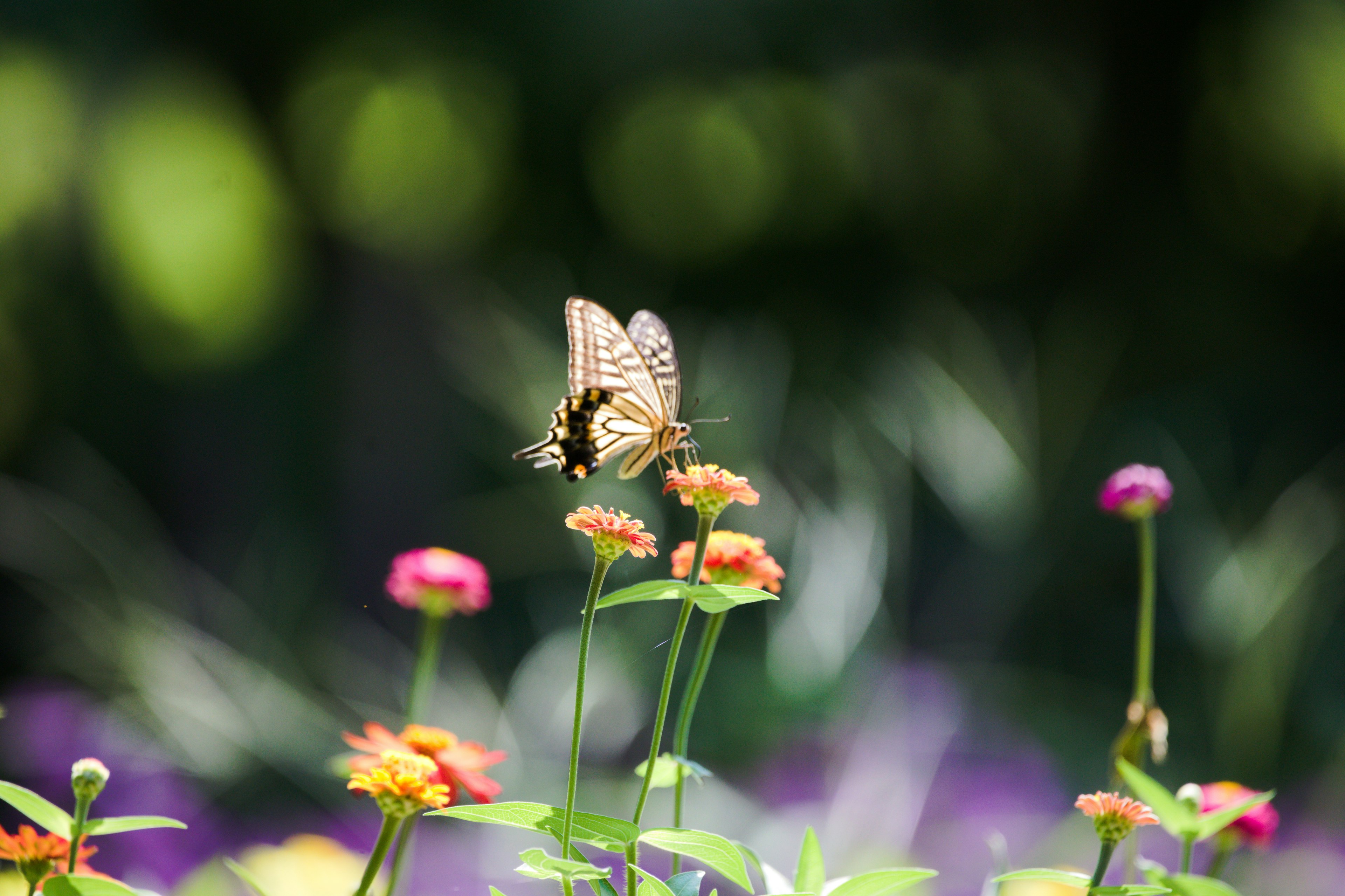 A butterfly sipping nectar on colorful flowers