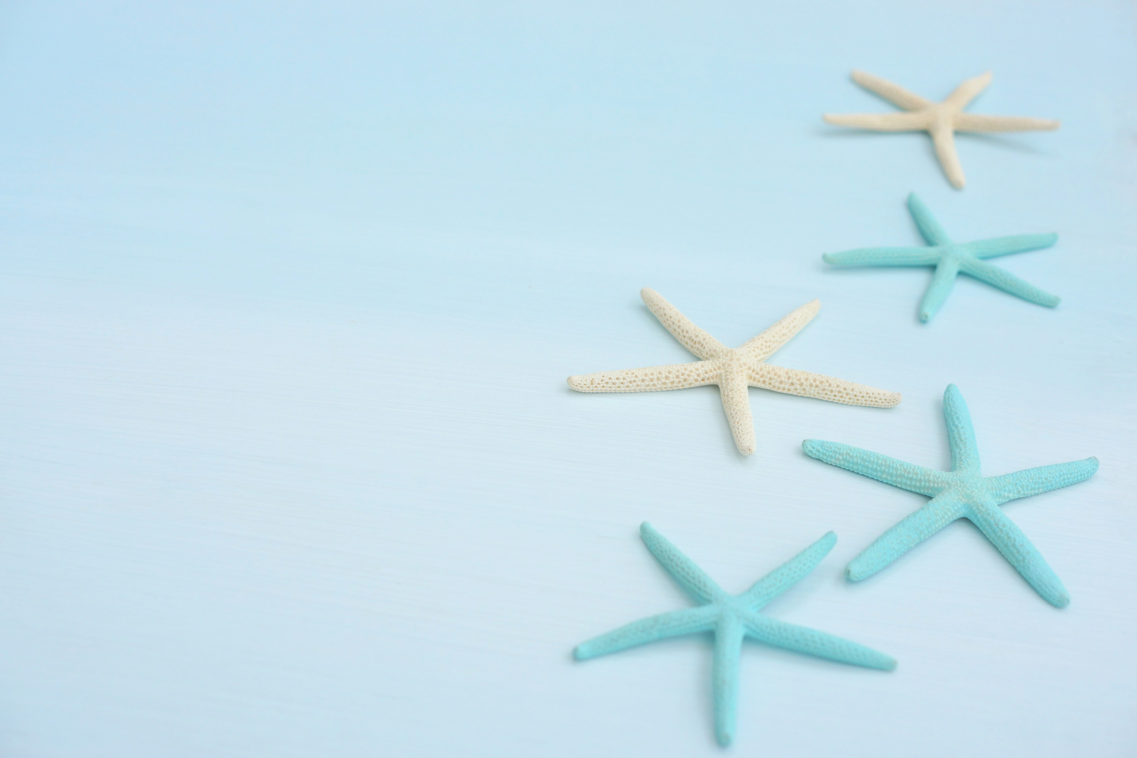 Starfish arranged on a light blue background