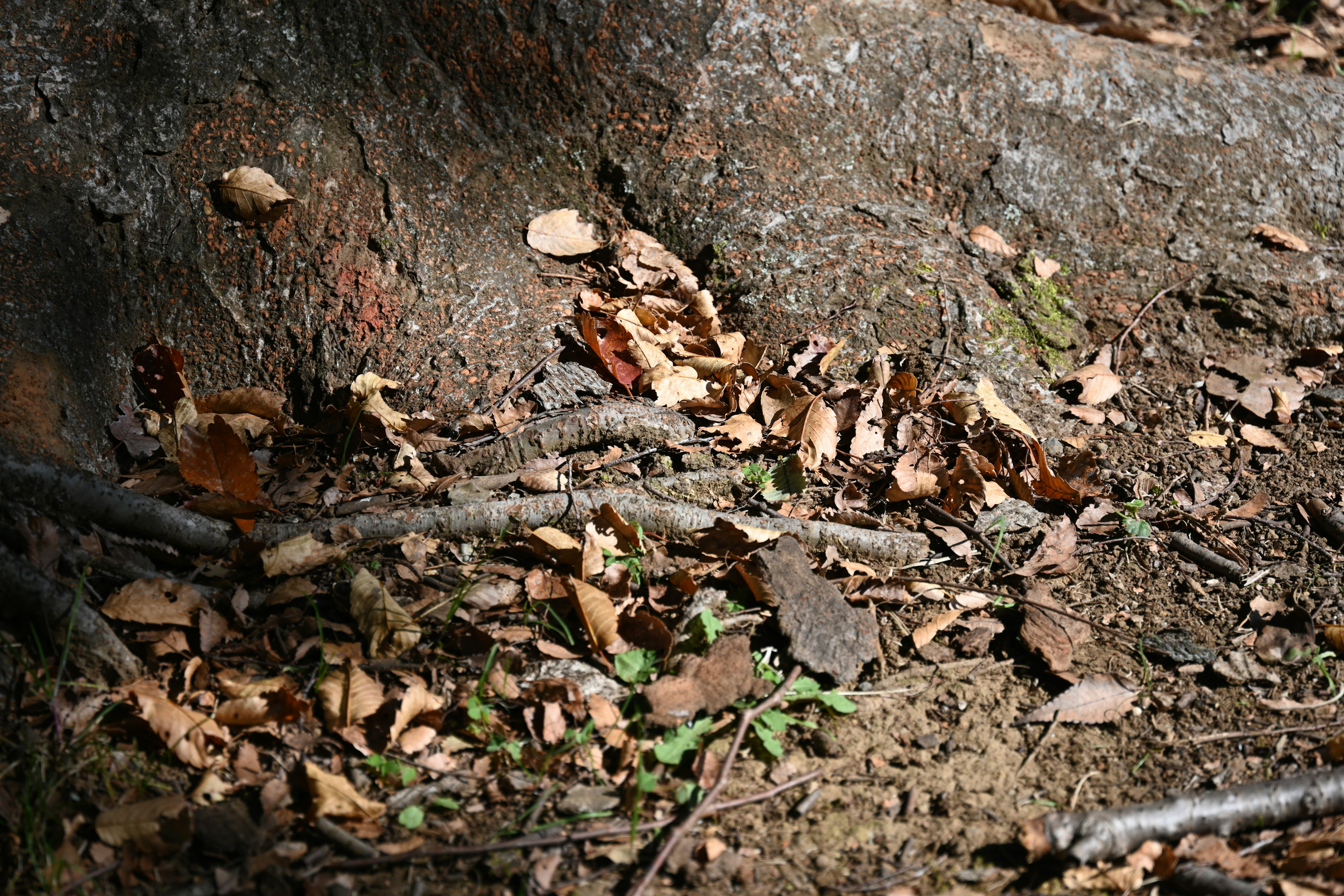 Ground covered with leaves and twigs near a tree trunk