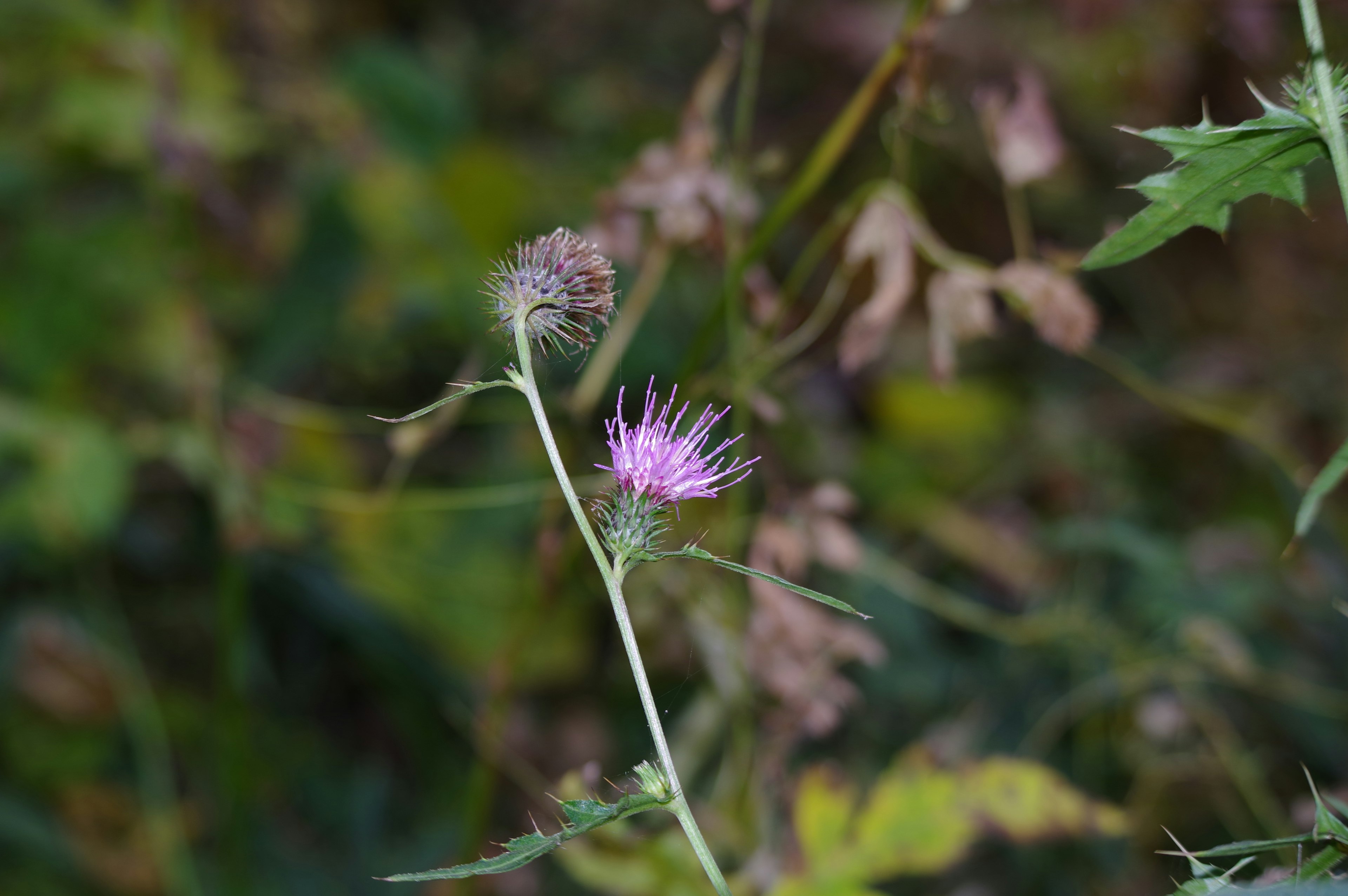 ピンクの花を持つ野生の植物のクローズアップ背景には緑の葉がある