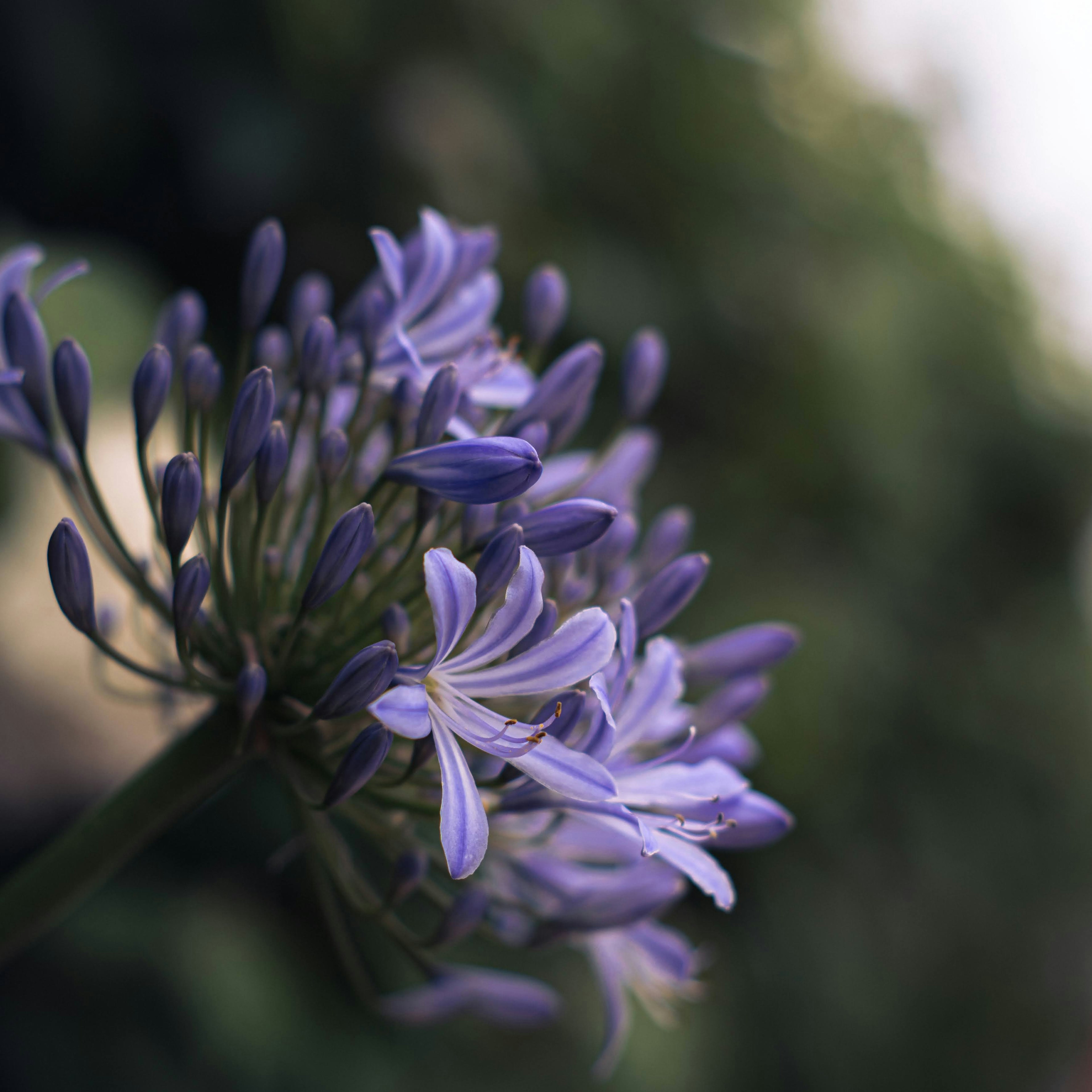 Acercamiento de una flor púrpura en flor en una planta