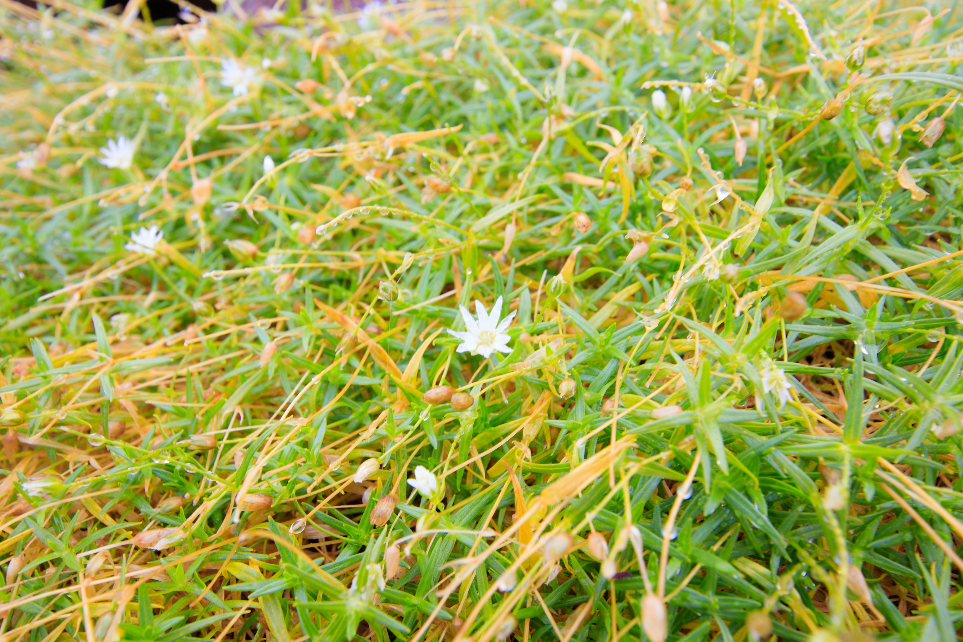 Green and yellow grass with small white flowers blooming