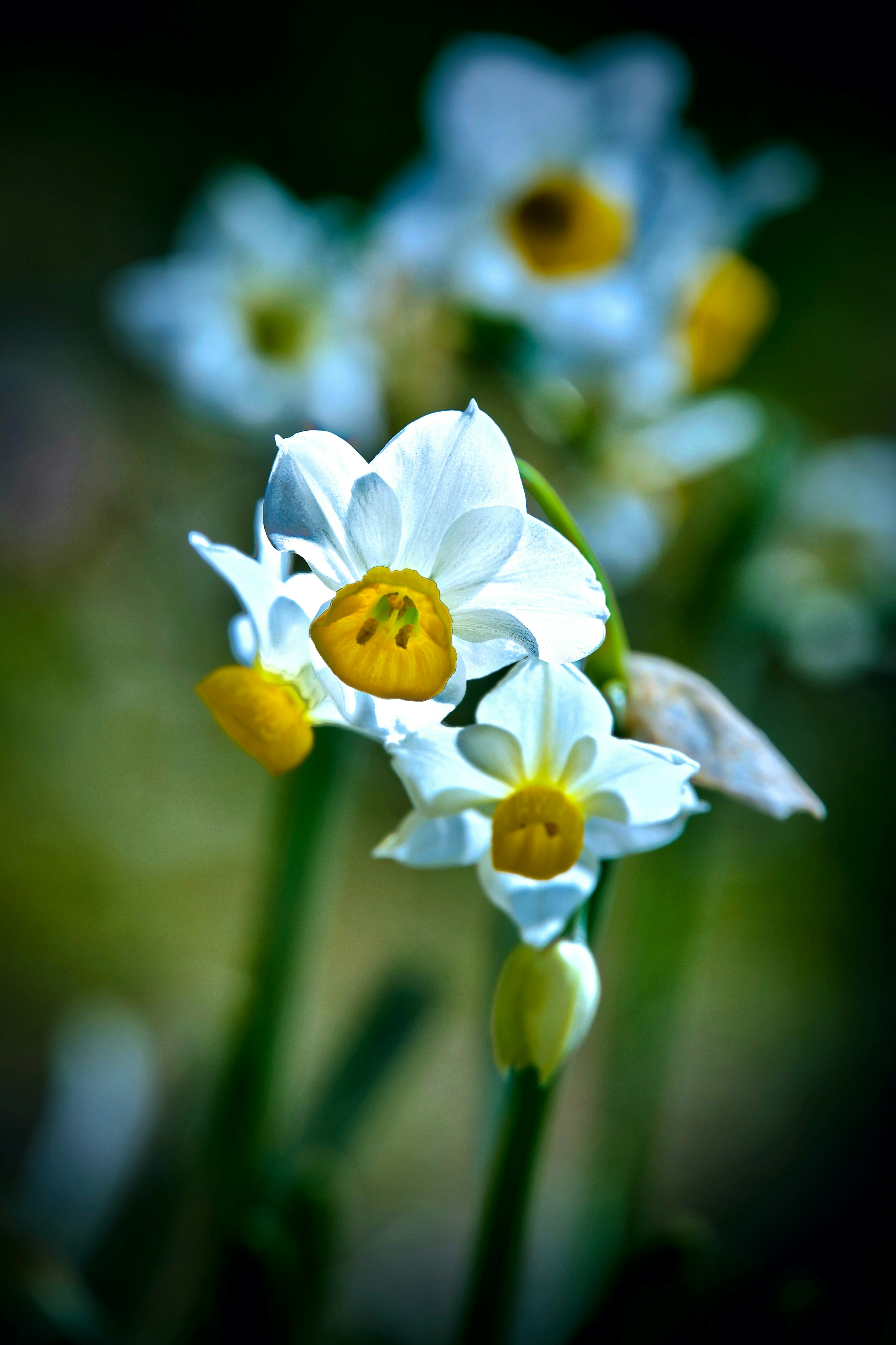 Hermosas flores blancas con centros amarillos