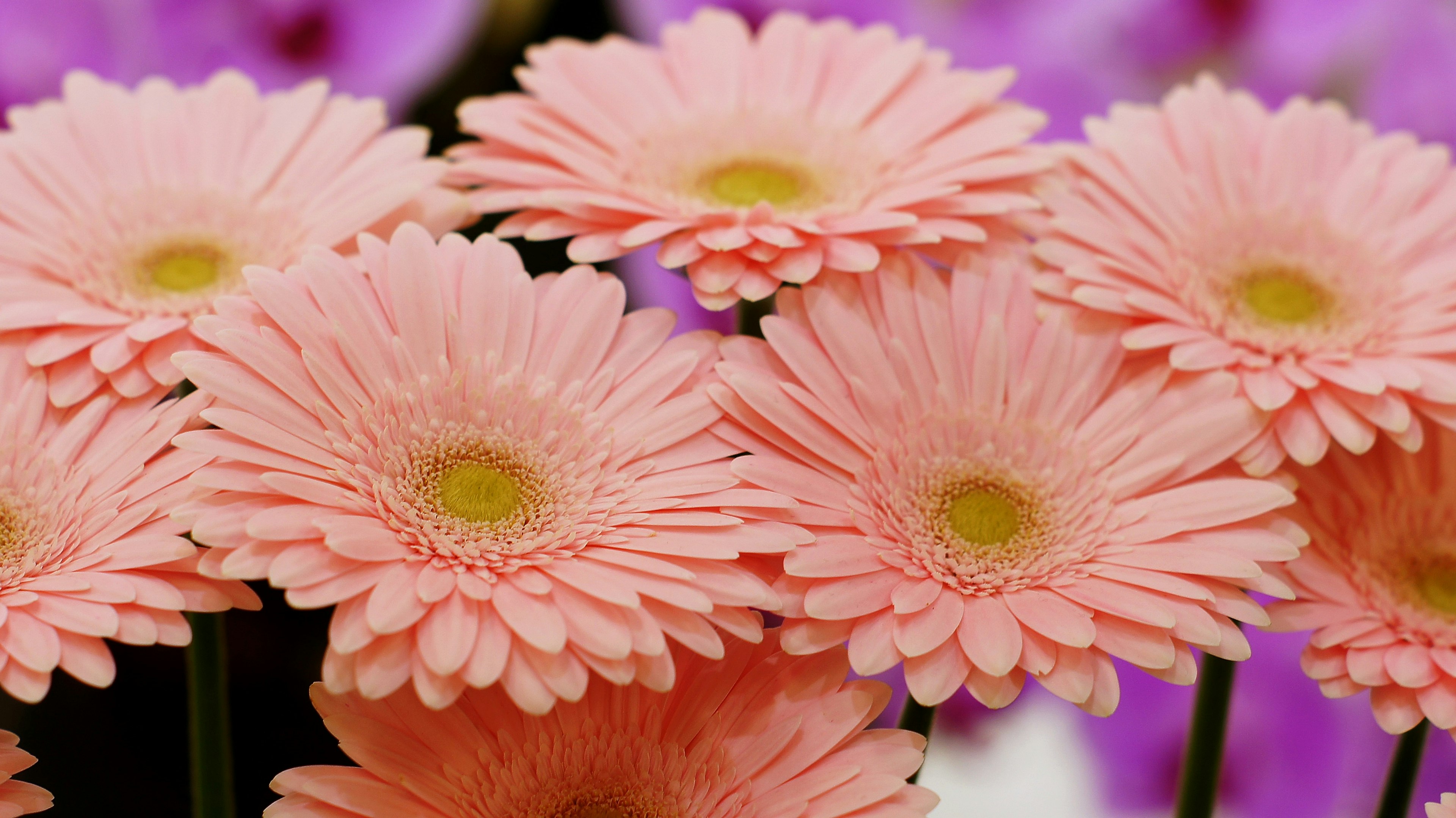 Vibrant image of clustered pink gerbera daisies