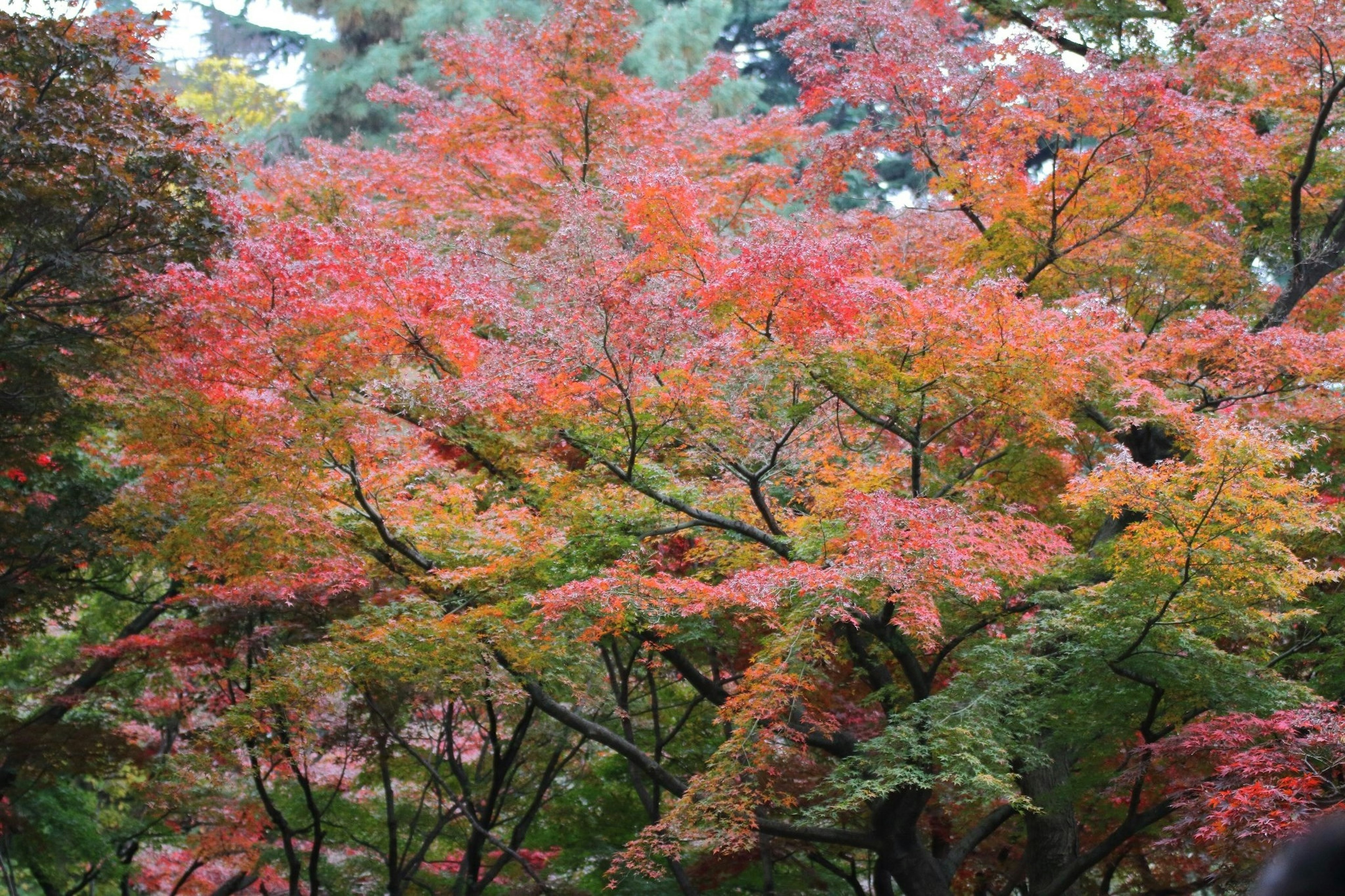 Magnifique paysage d'automne avec des feuilles colorées sur les arbres