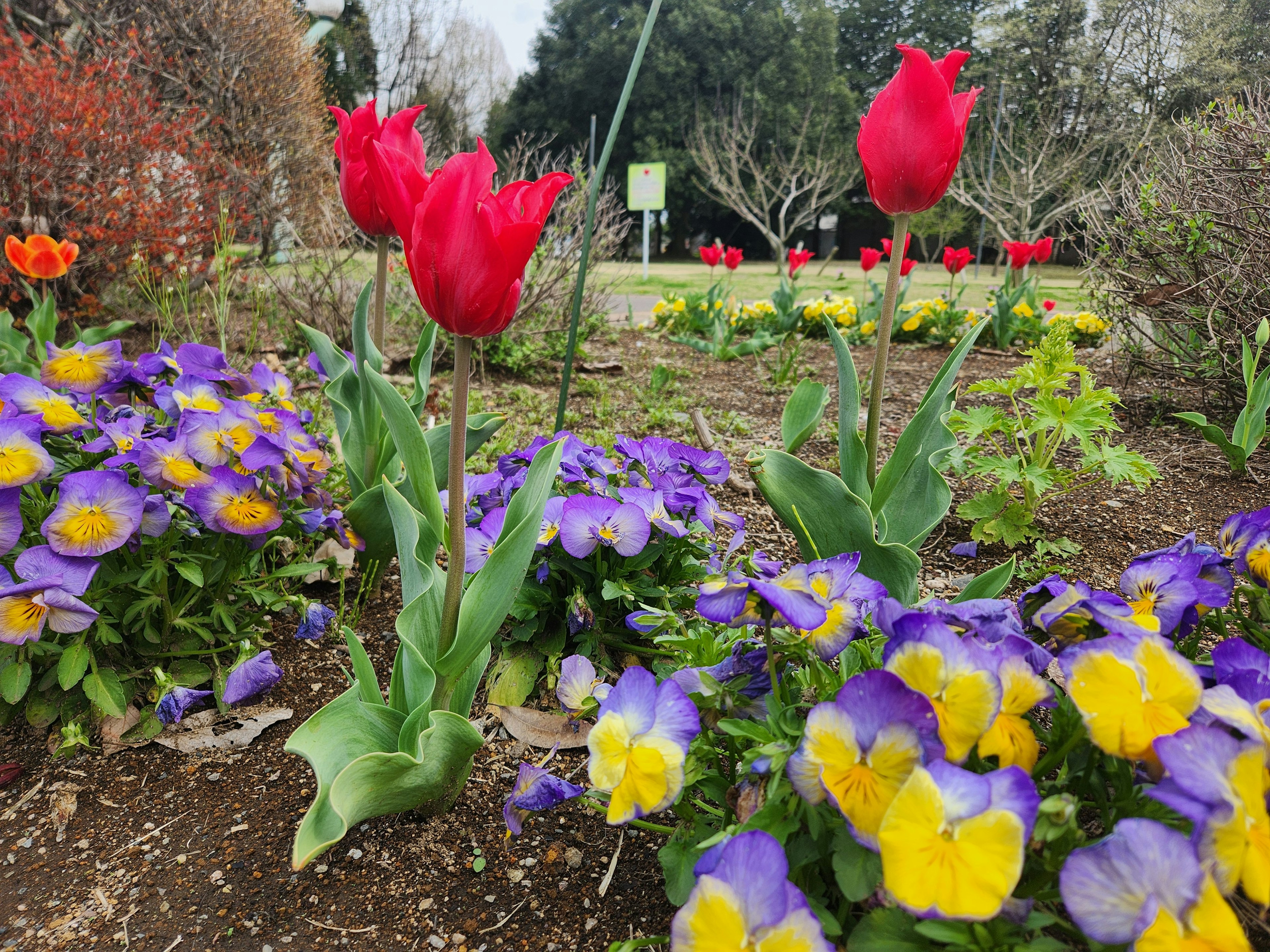 Red tulips and purple and yellow pansies blooming in a garden