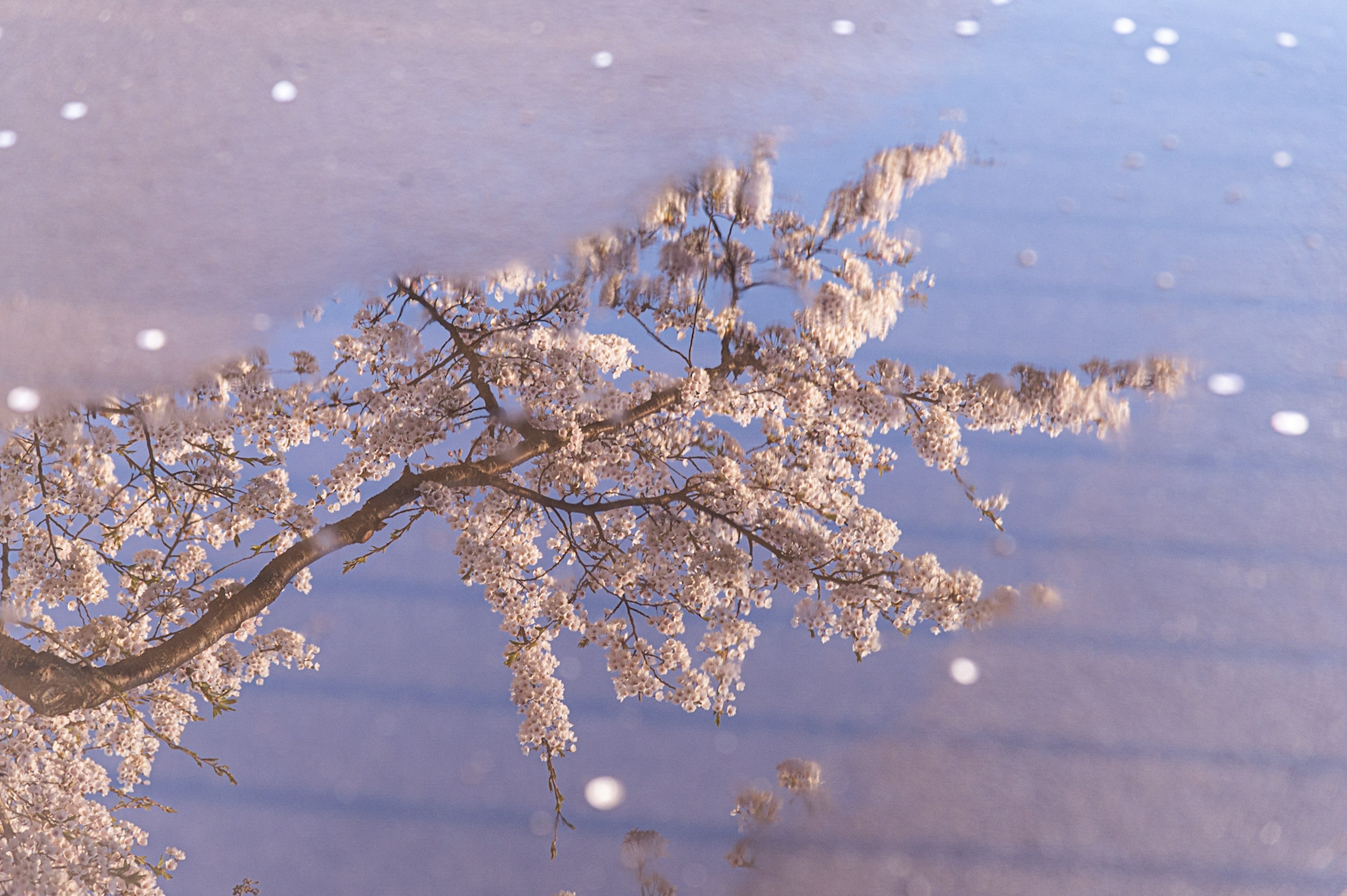 Beautiful view of cherry blossom branches reflected on the water surface